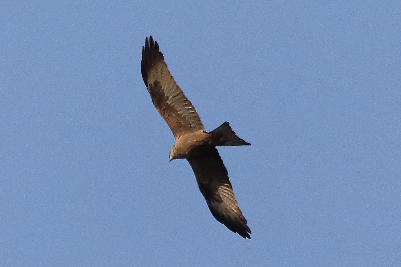 Black kite 23-03-2022
