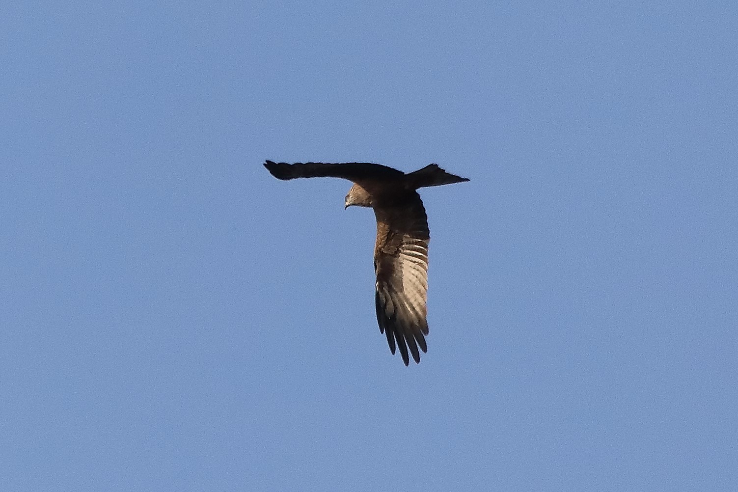 Black kite 23-03-2022