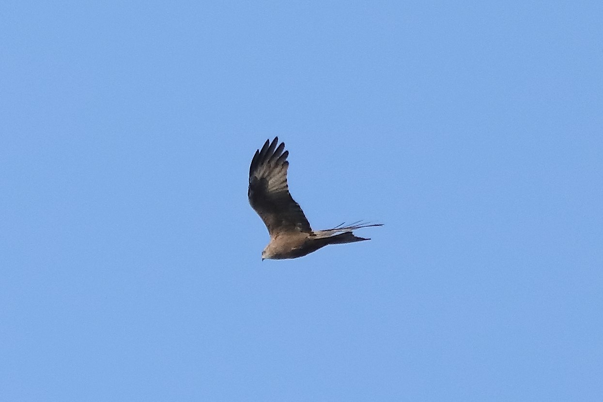 Black kite 23-03-2022