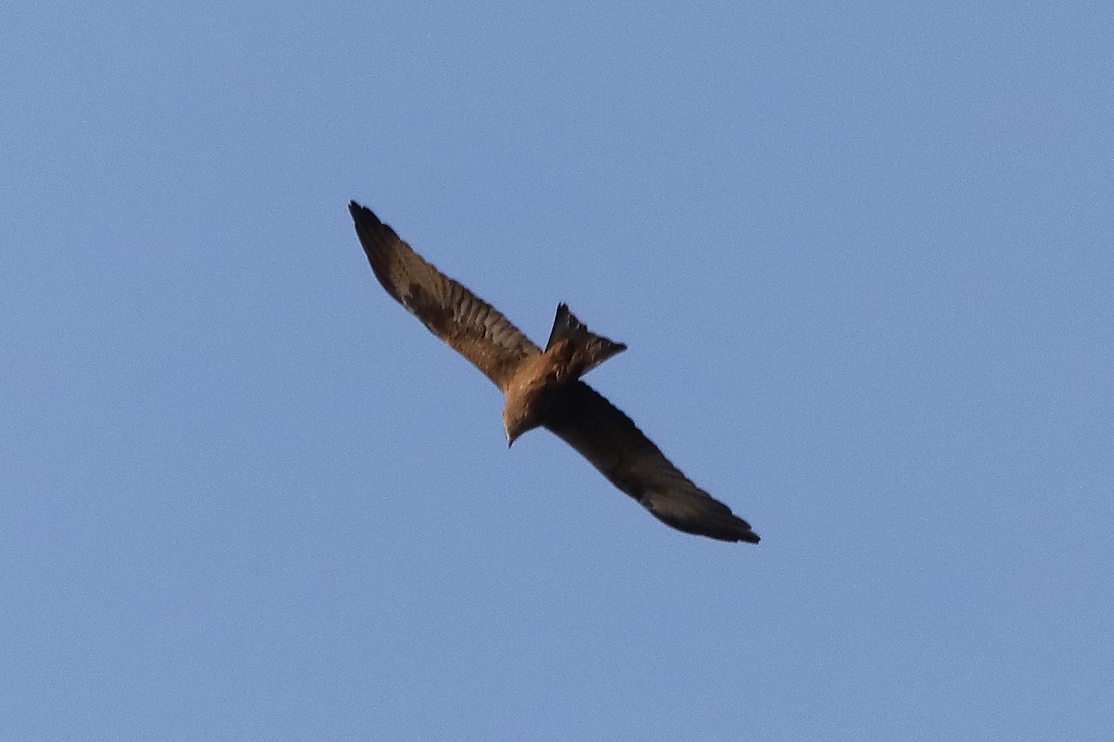 Black kite 23-03-2022