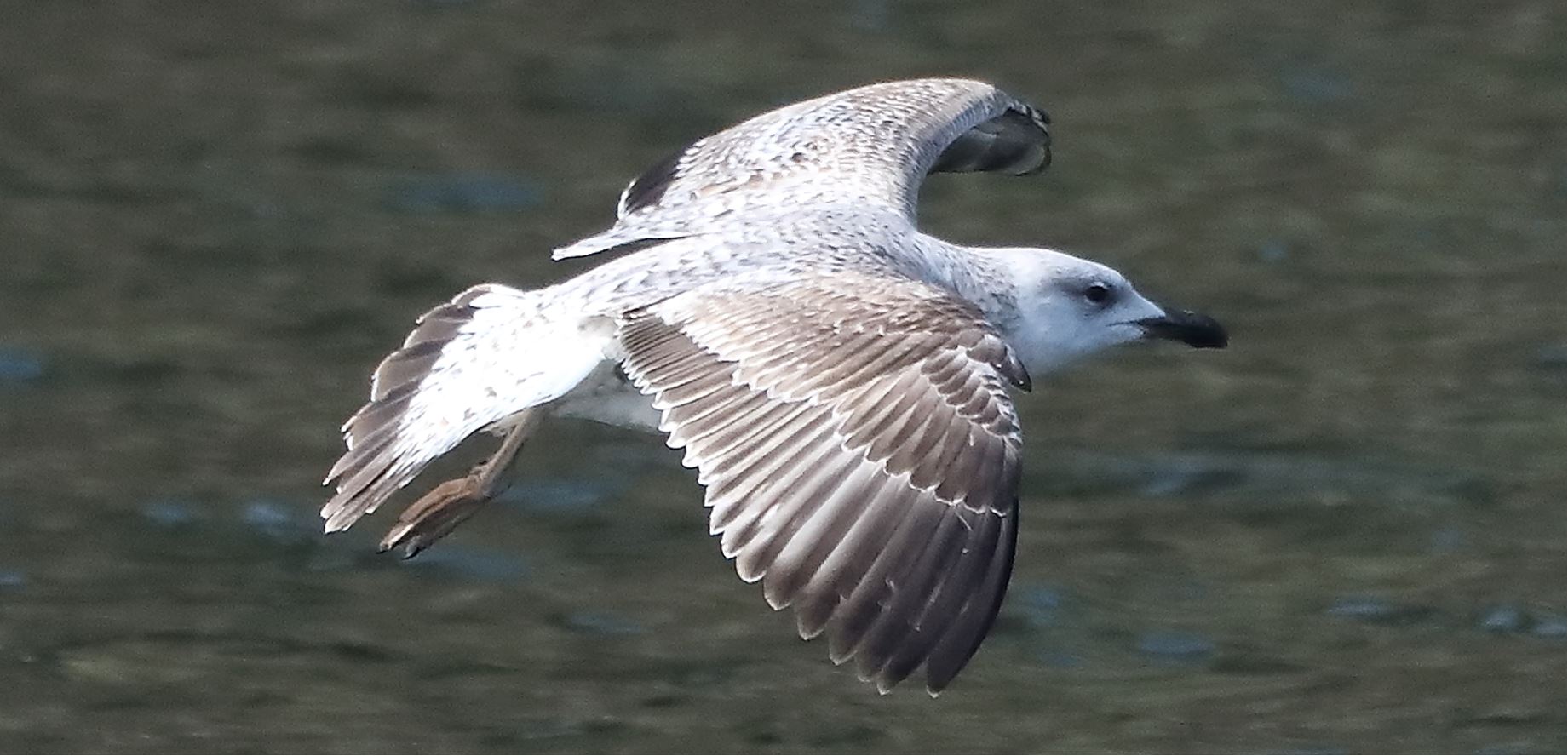 terrestrial gull 28-03-2022