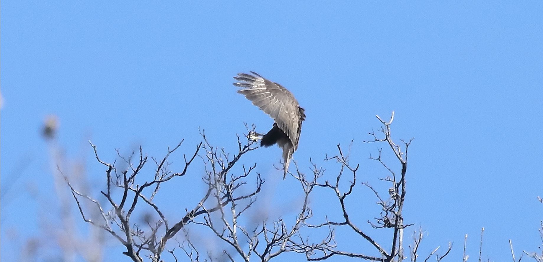 Buzzard 24-03-2022