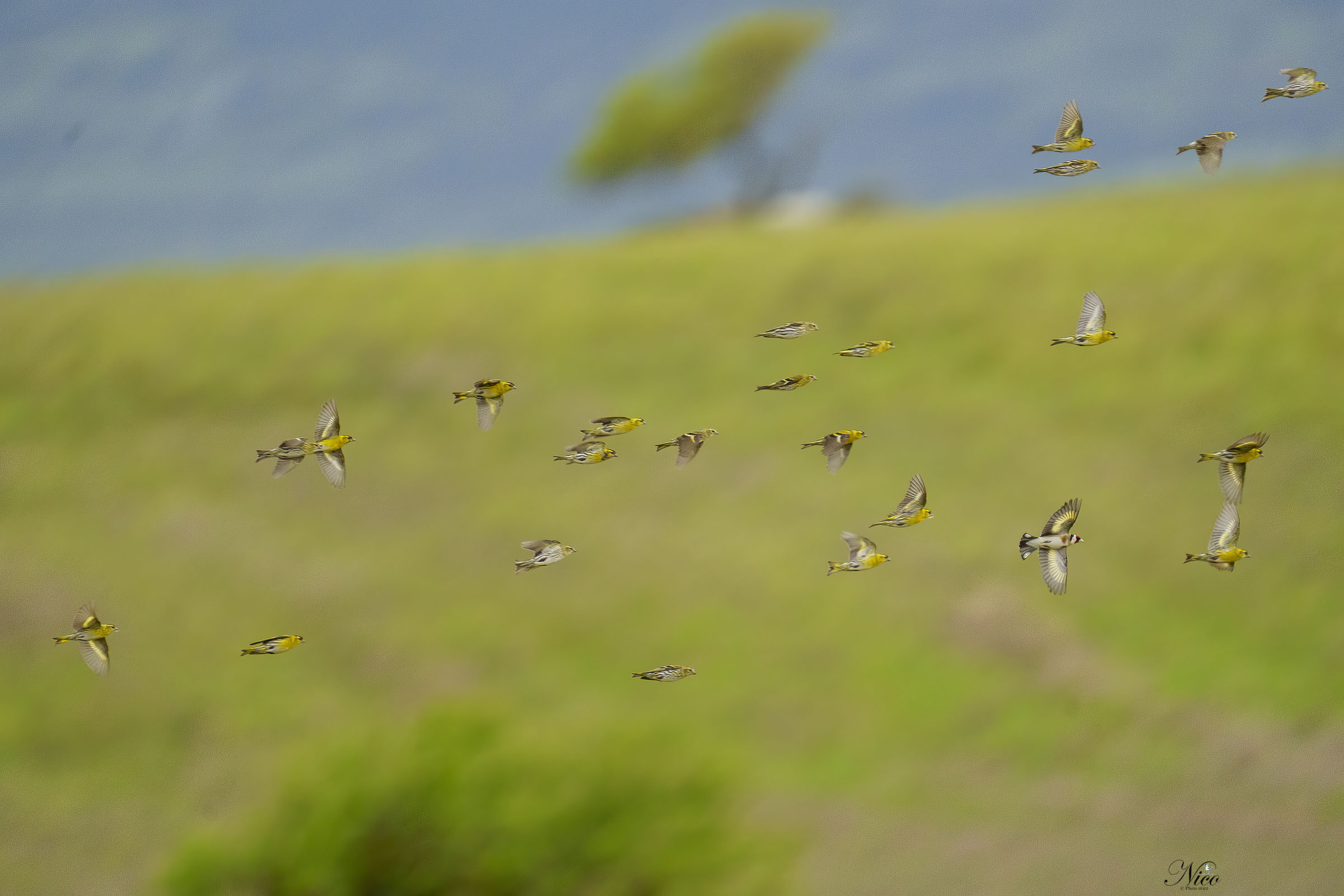 Qualche cardellino in volo