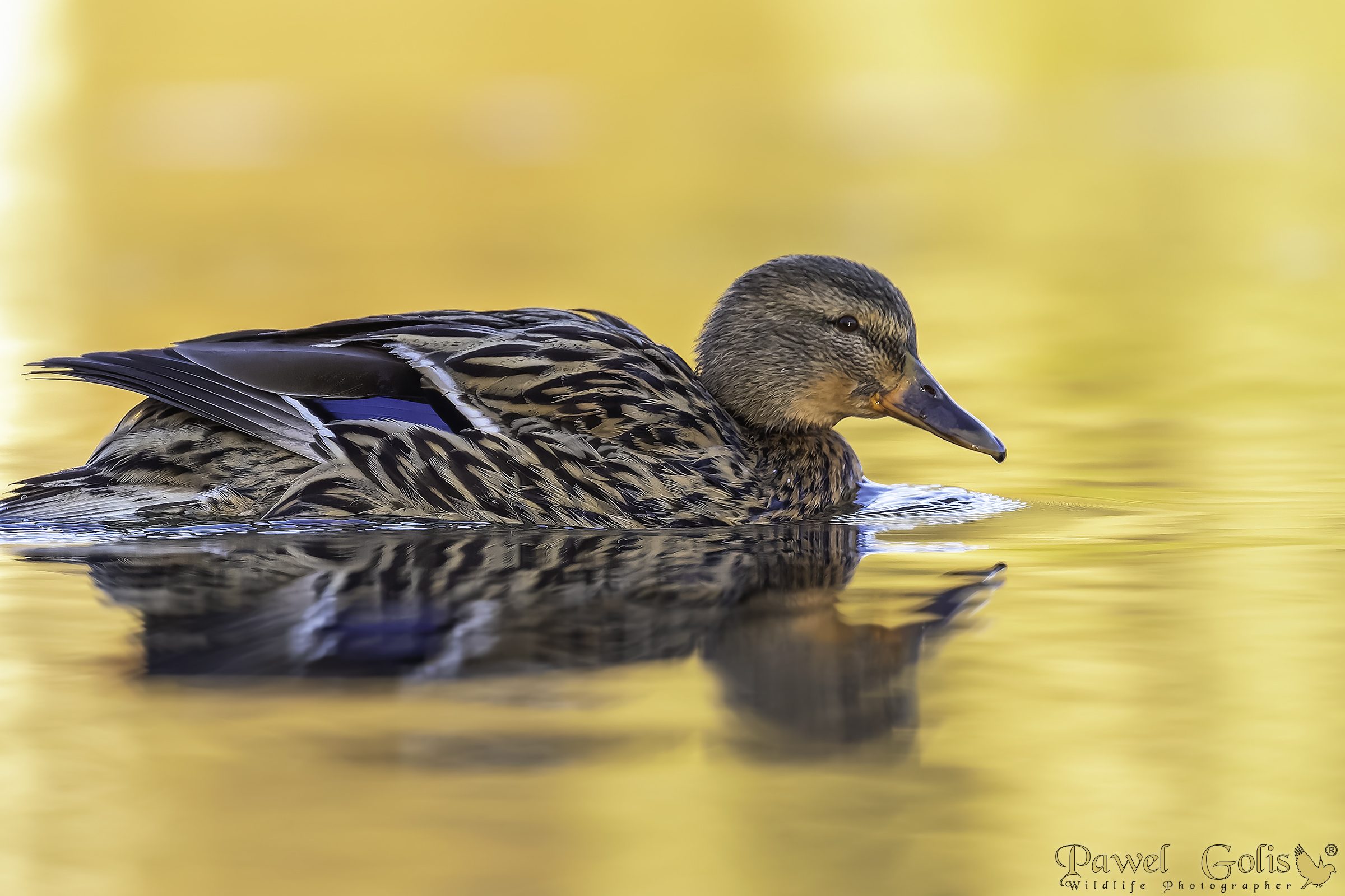 Germano reale (Anas platyrhynchos)