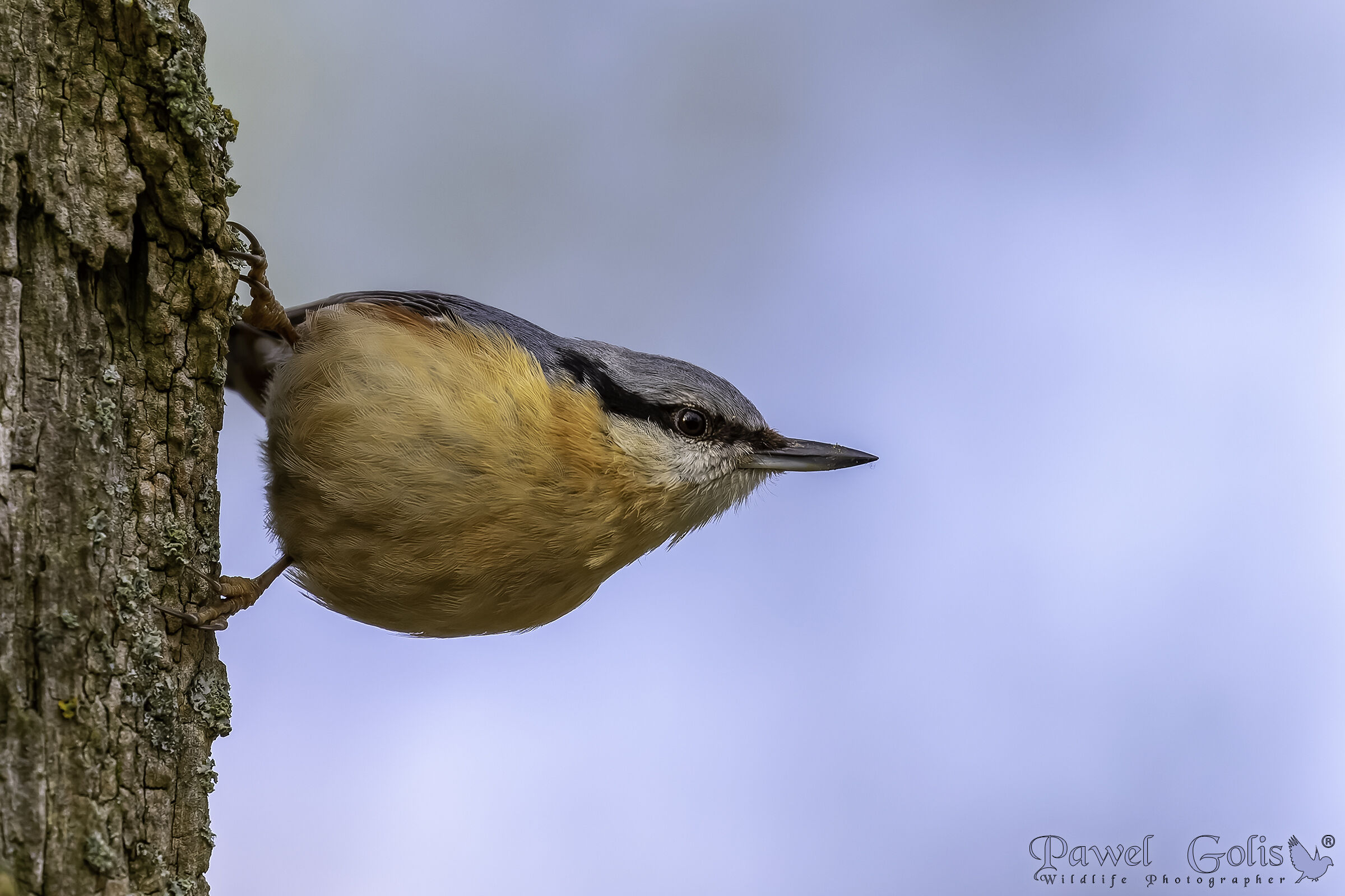 Nuthatch (Sitta europaea)