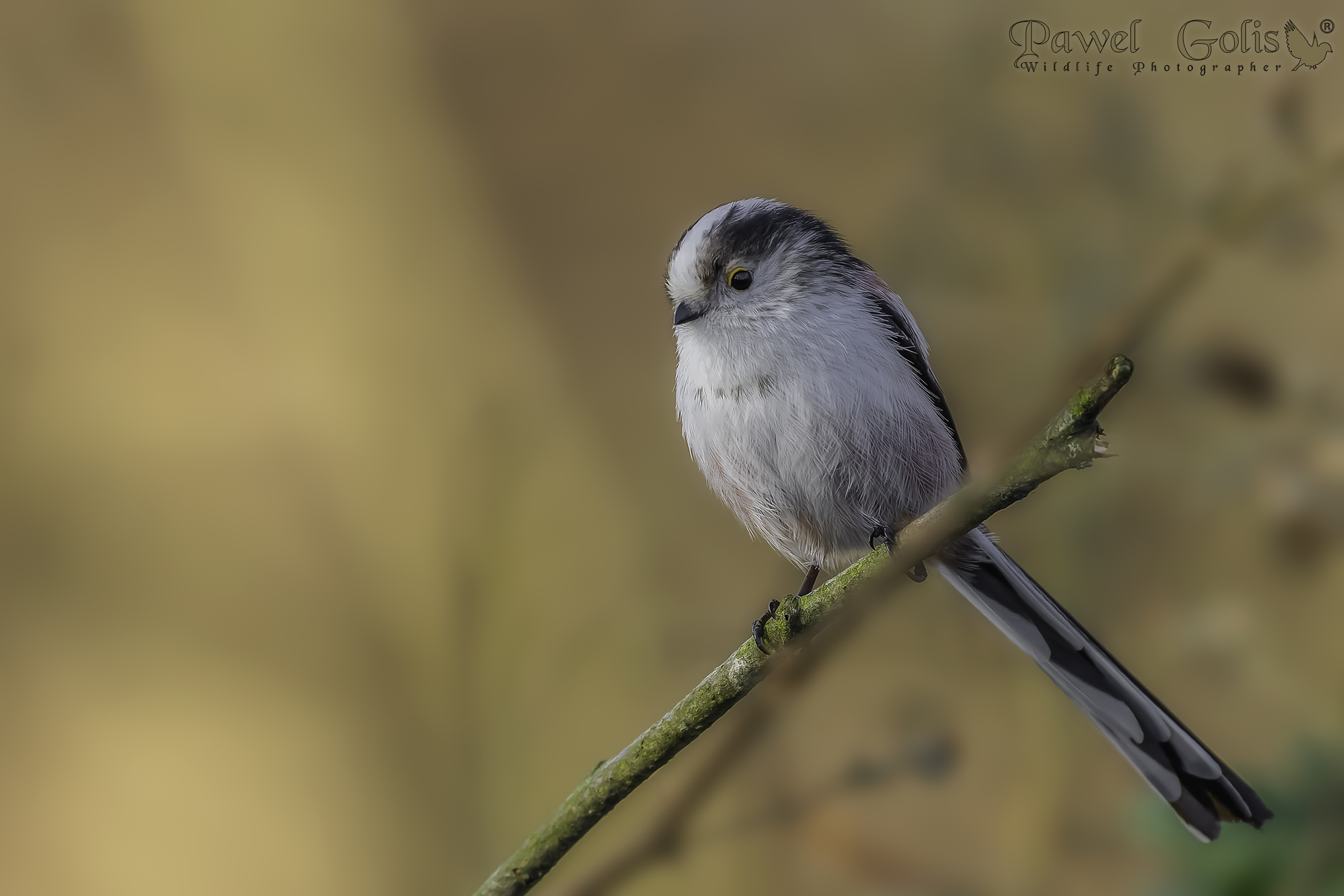 Bushtit dalla coda lunga (Aegithalos caudatus)