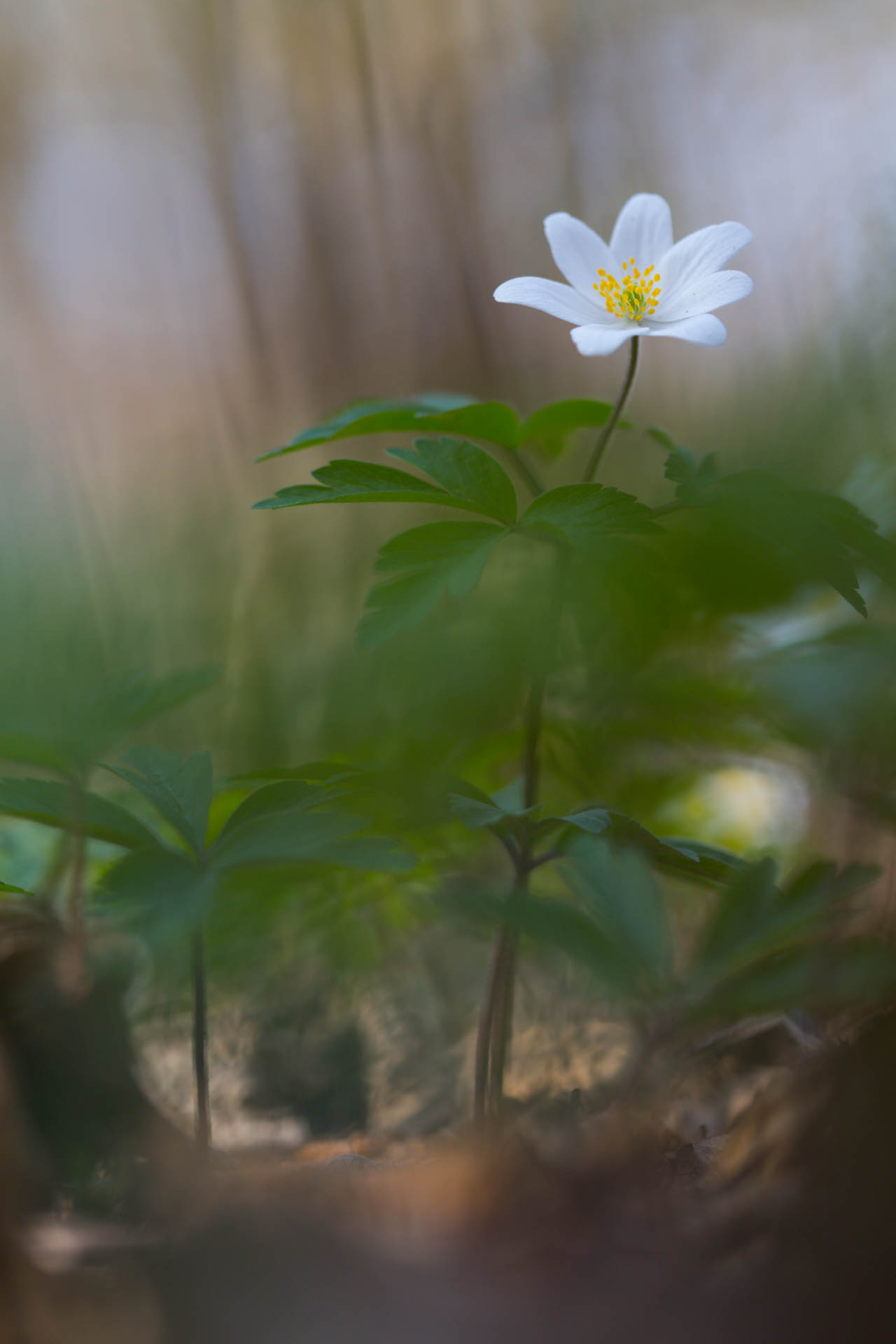 Anemone nemorosa