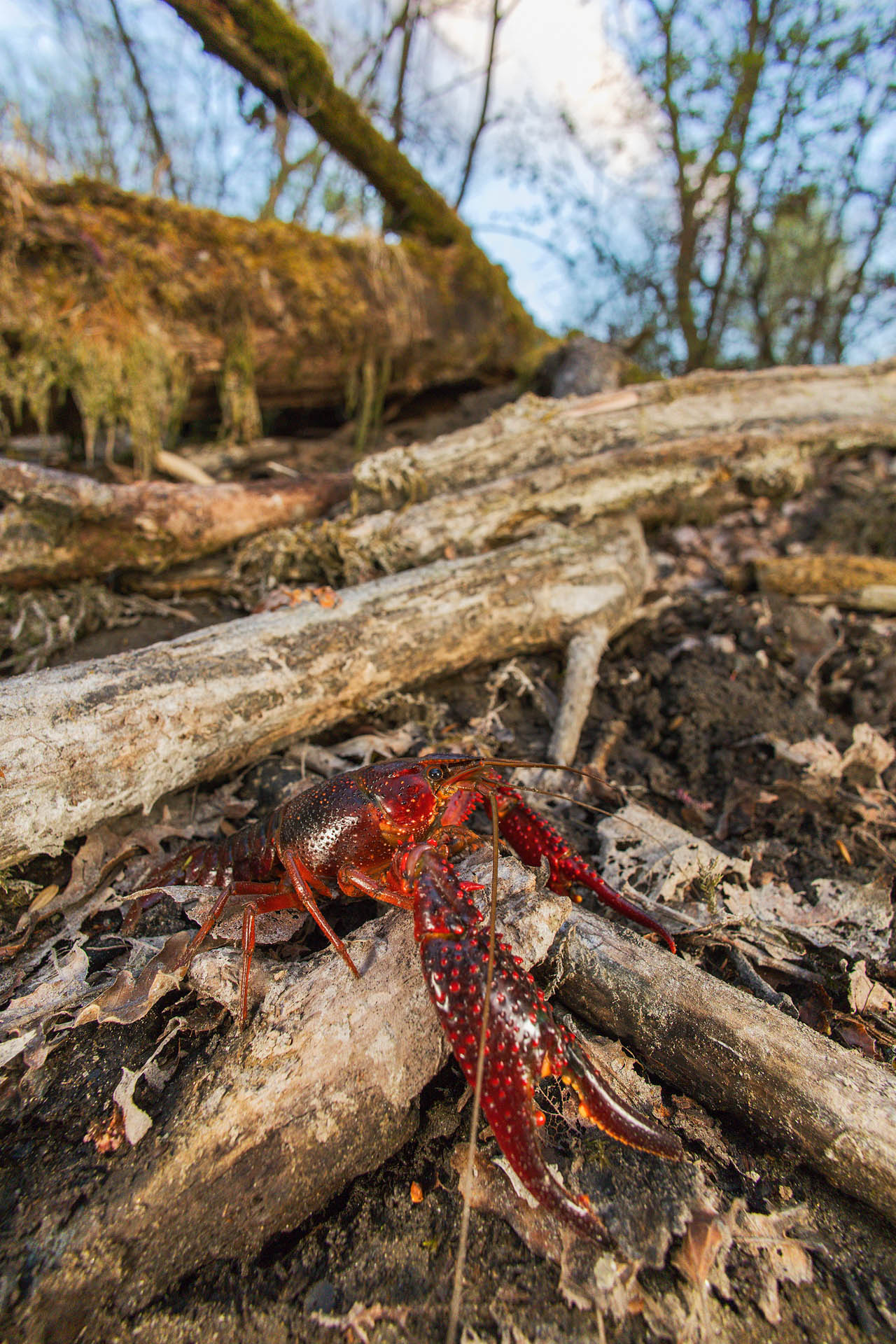 Gambero della Louisiana (Procambarus clarkii)