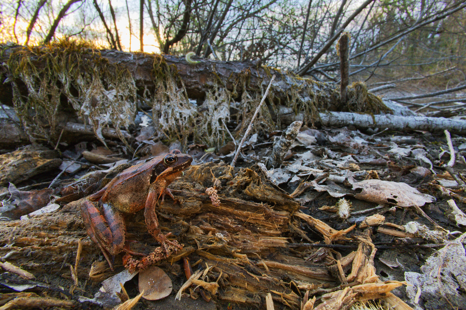 Lataste frog (Rana latastei)