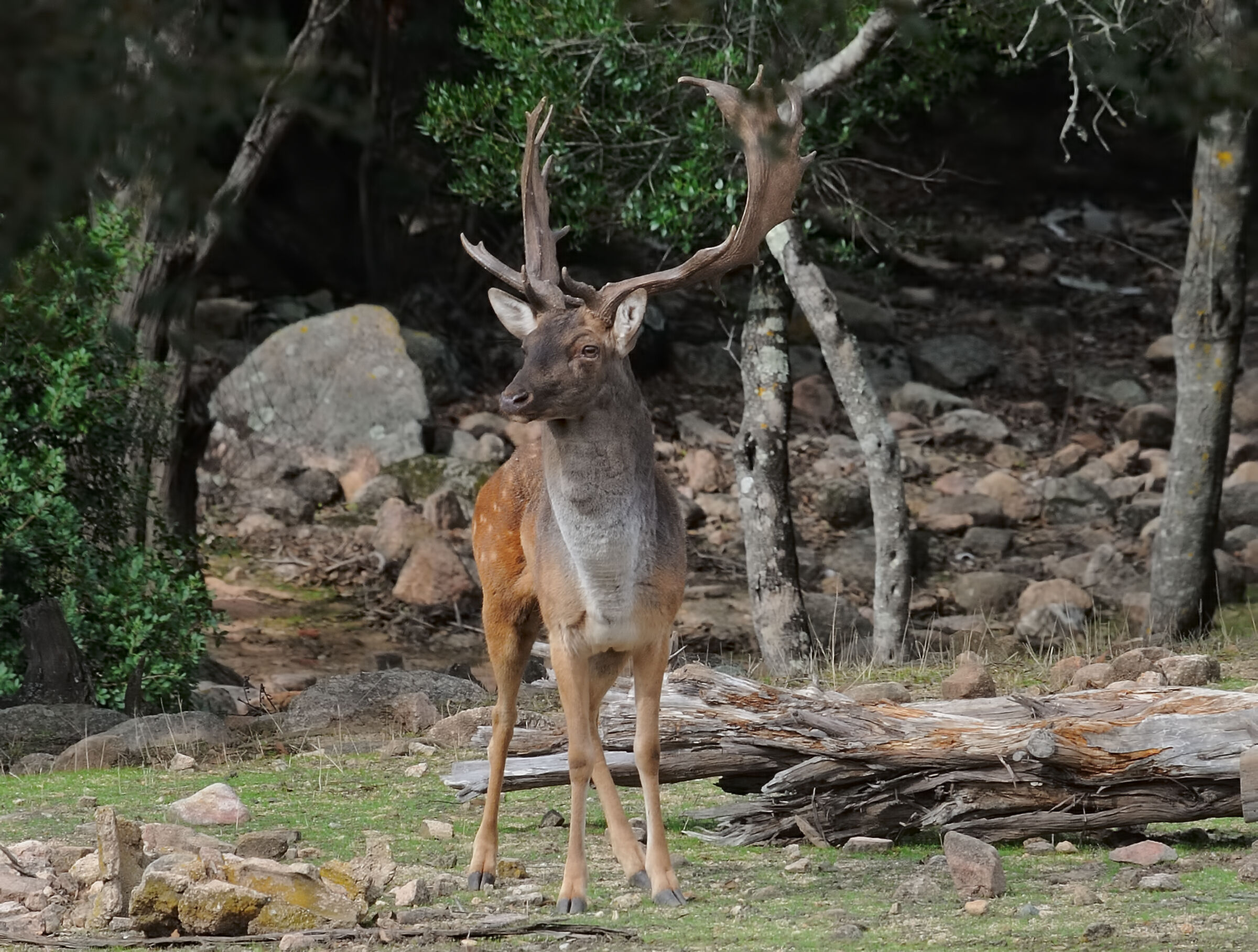 Fallow deer