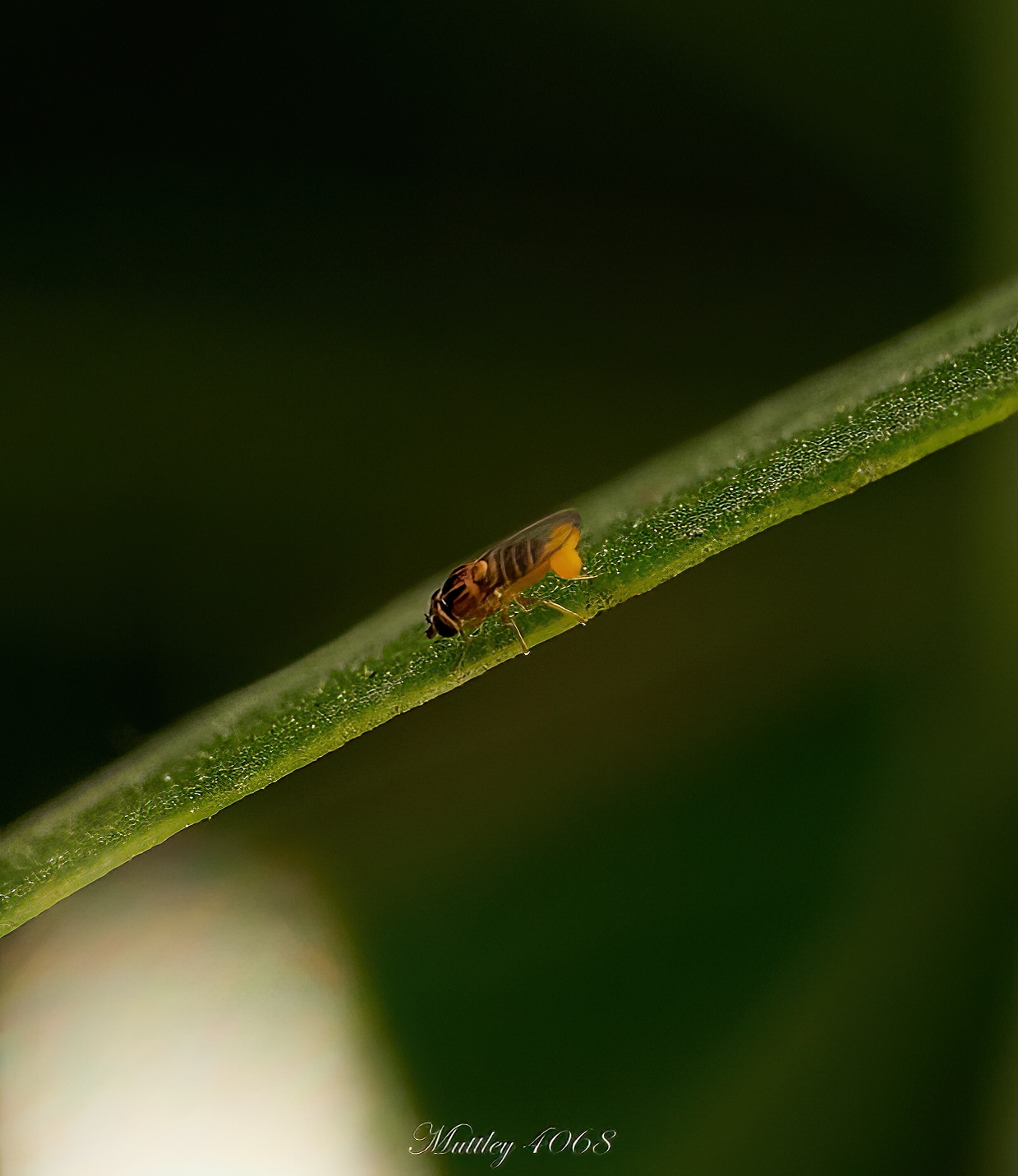 Sirfido order Diptera