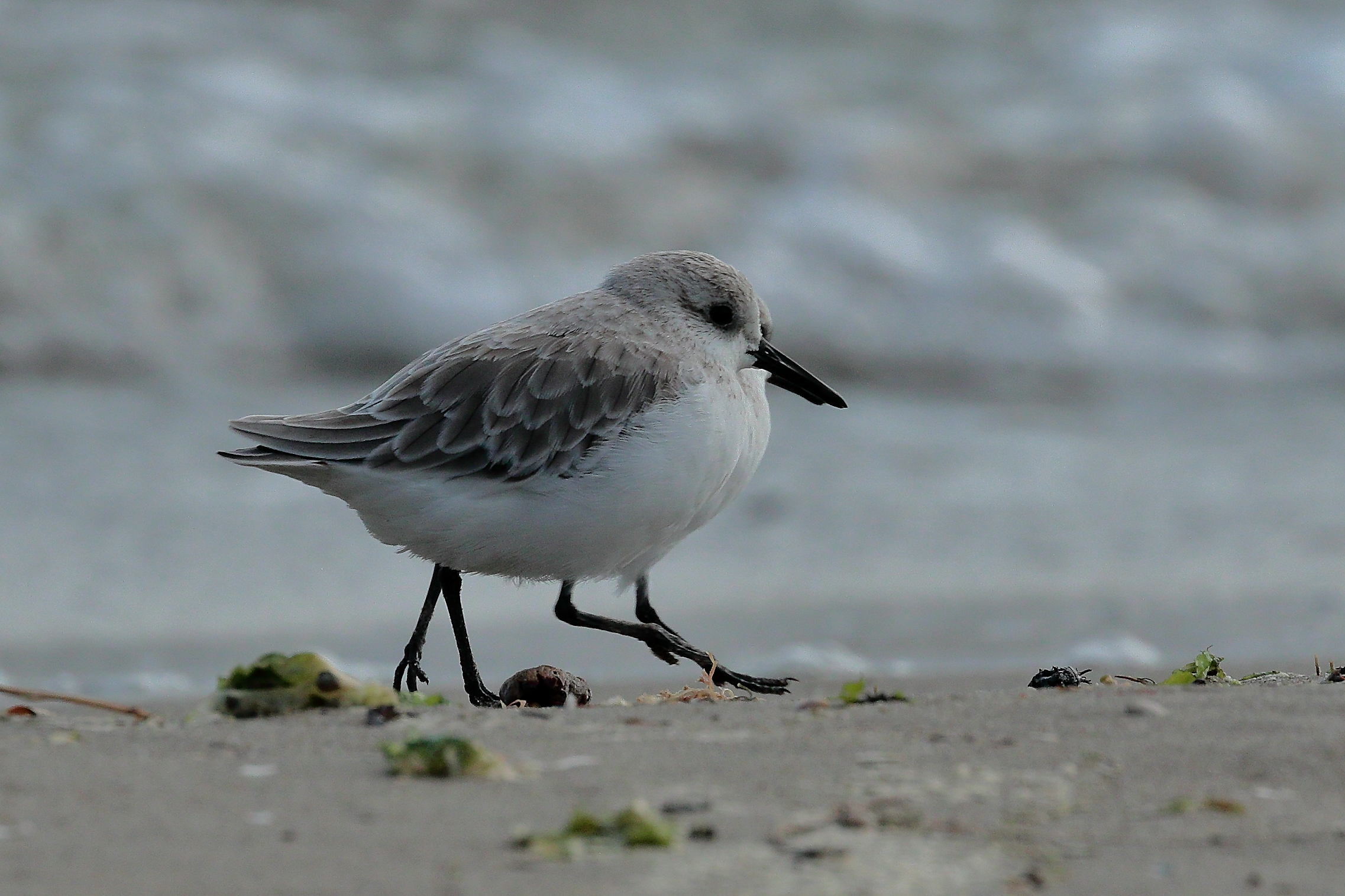 Three-toed piovanelli.