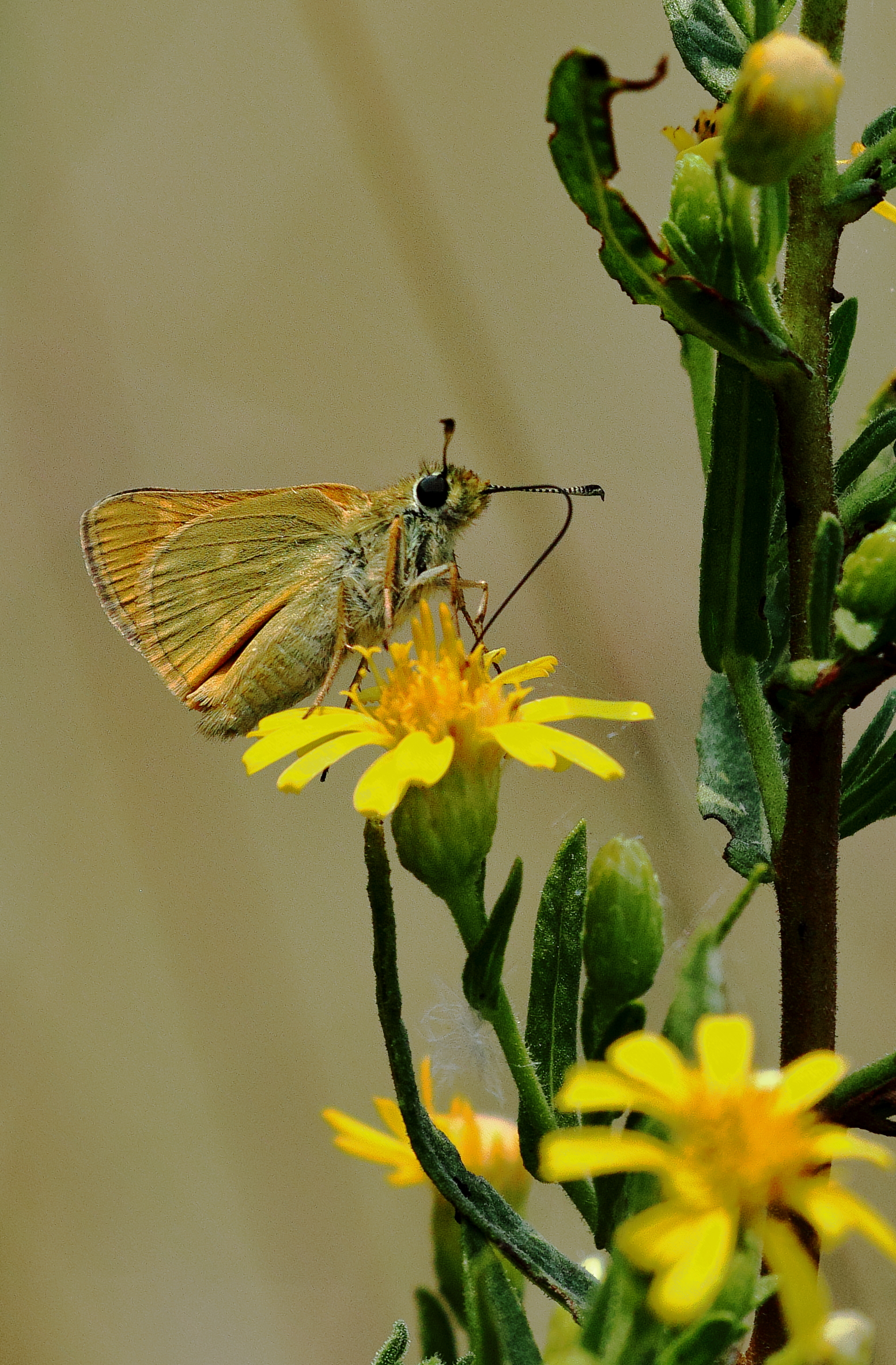 Butterfly and flowers