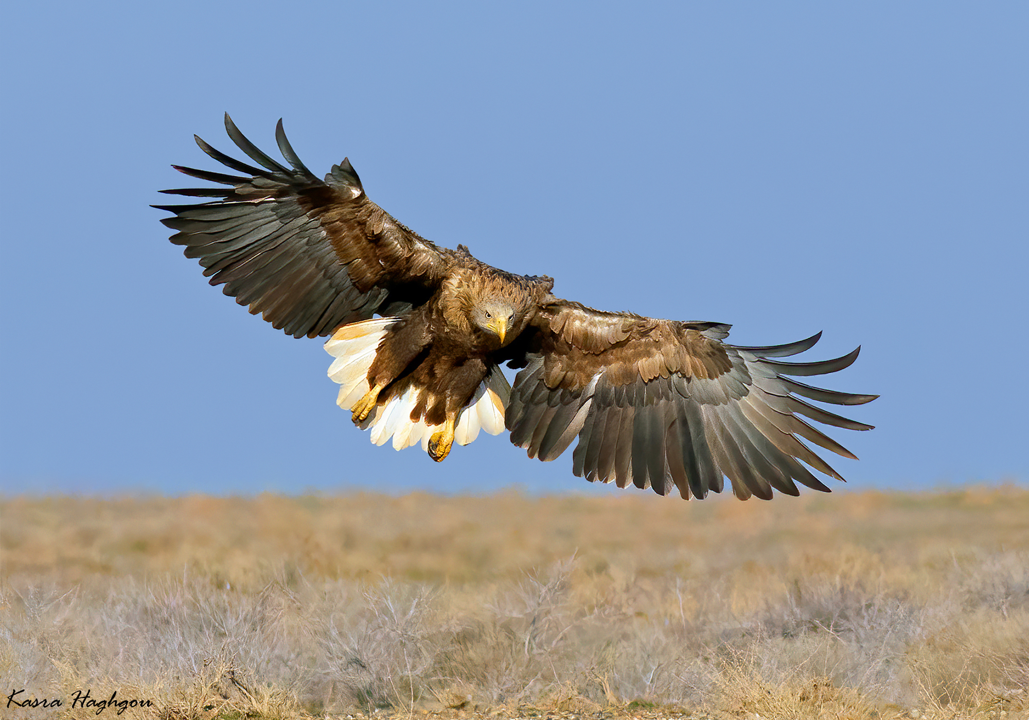white-tailed eagle