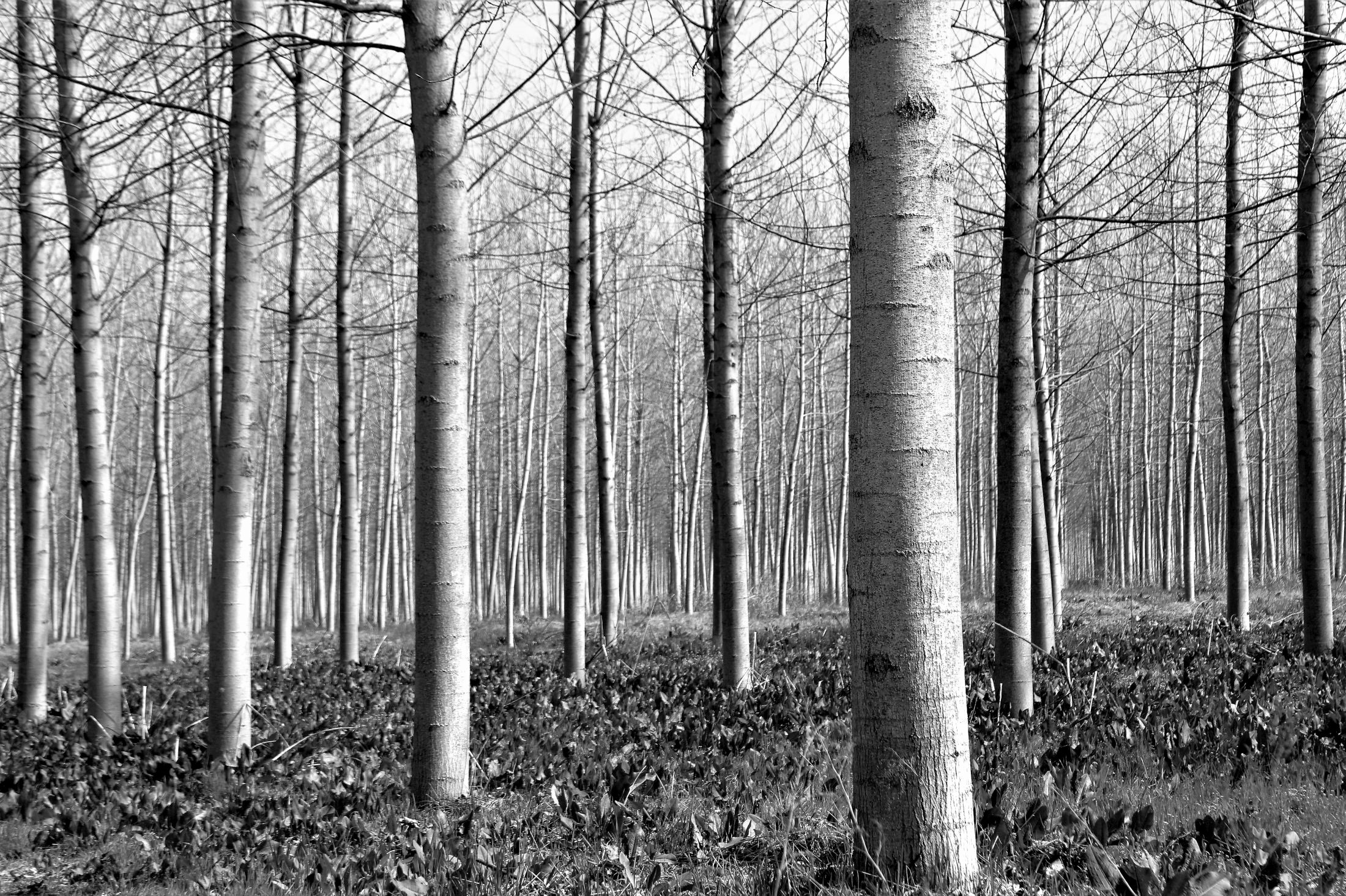 Tribute to Michael Kenna