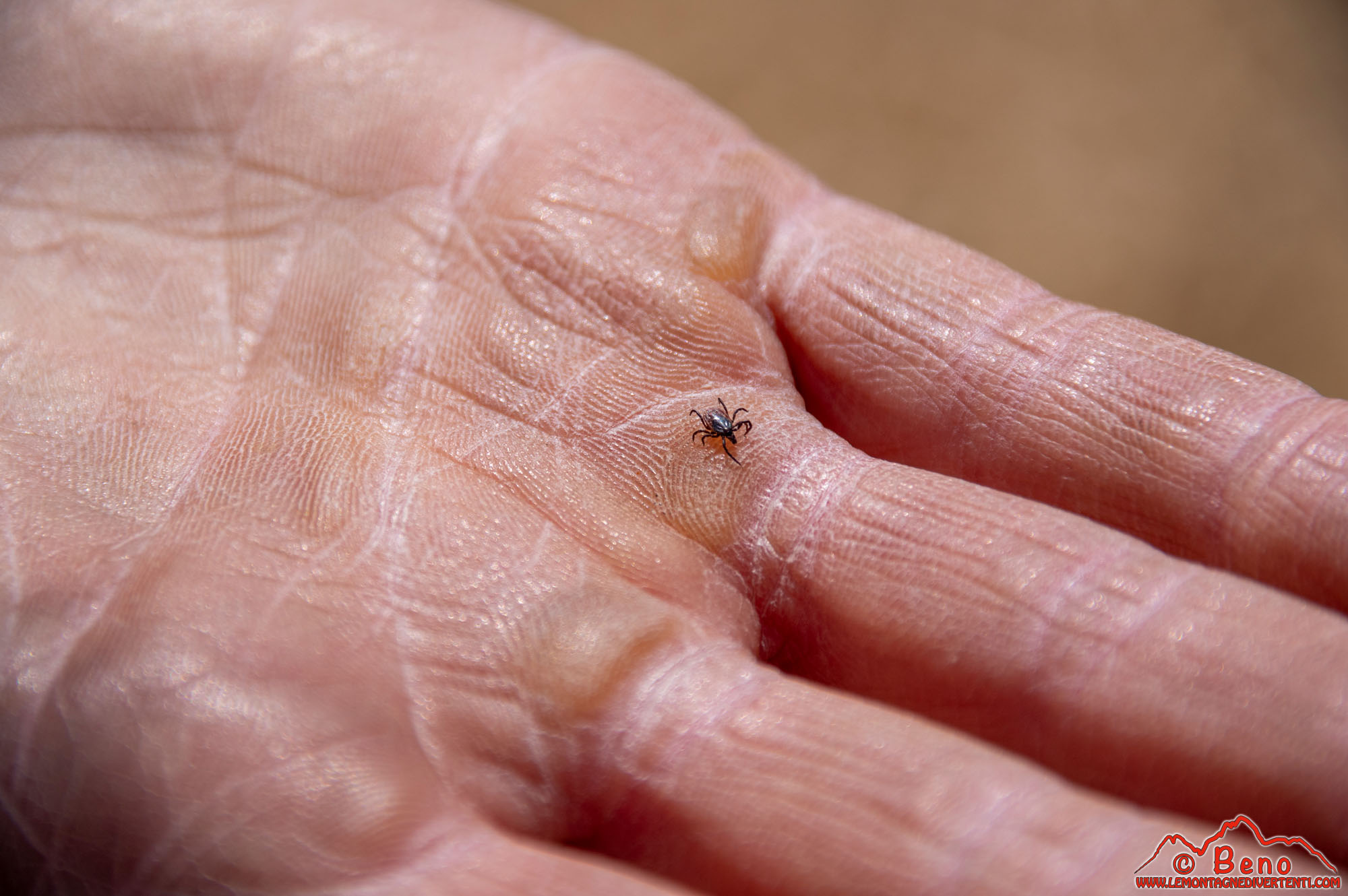 Val Grande. Ixodes ricinus, femmina adulta.