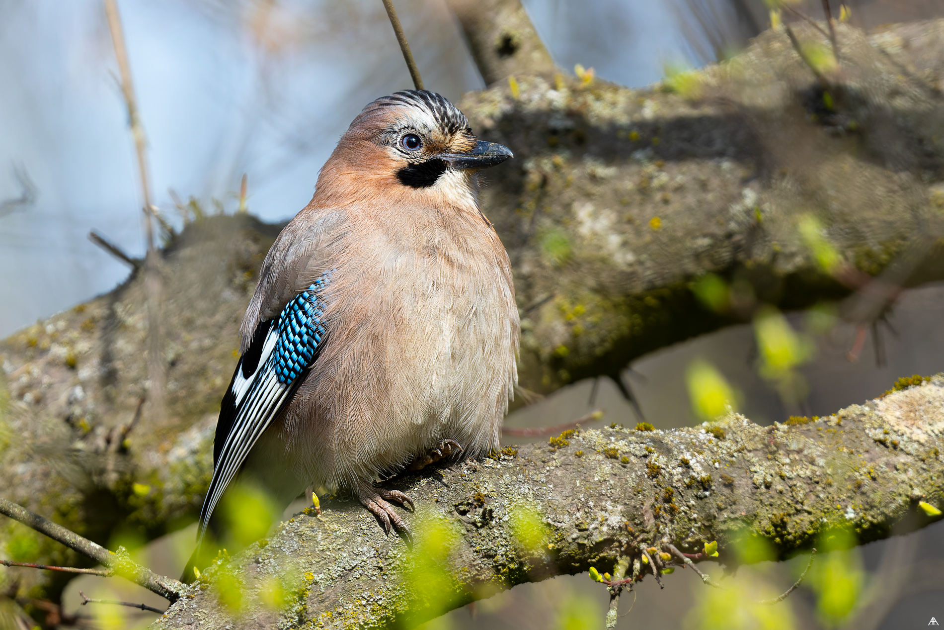 Garrulus glandarius