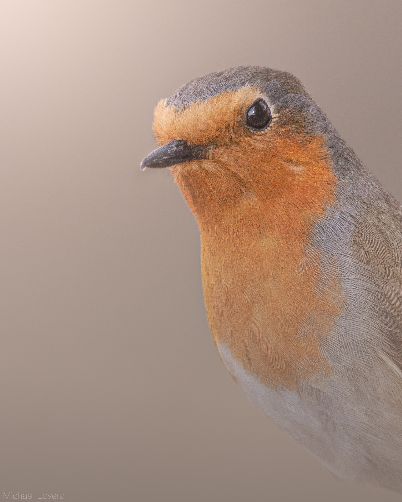 Pettirosso curioso...