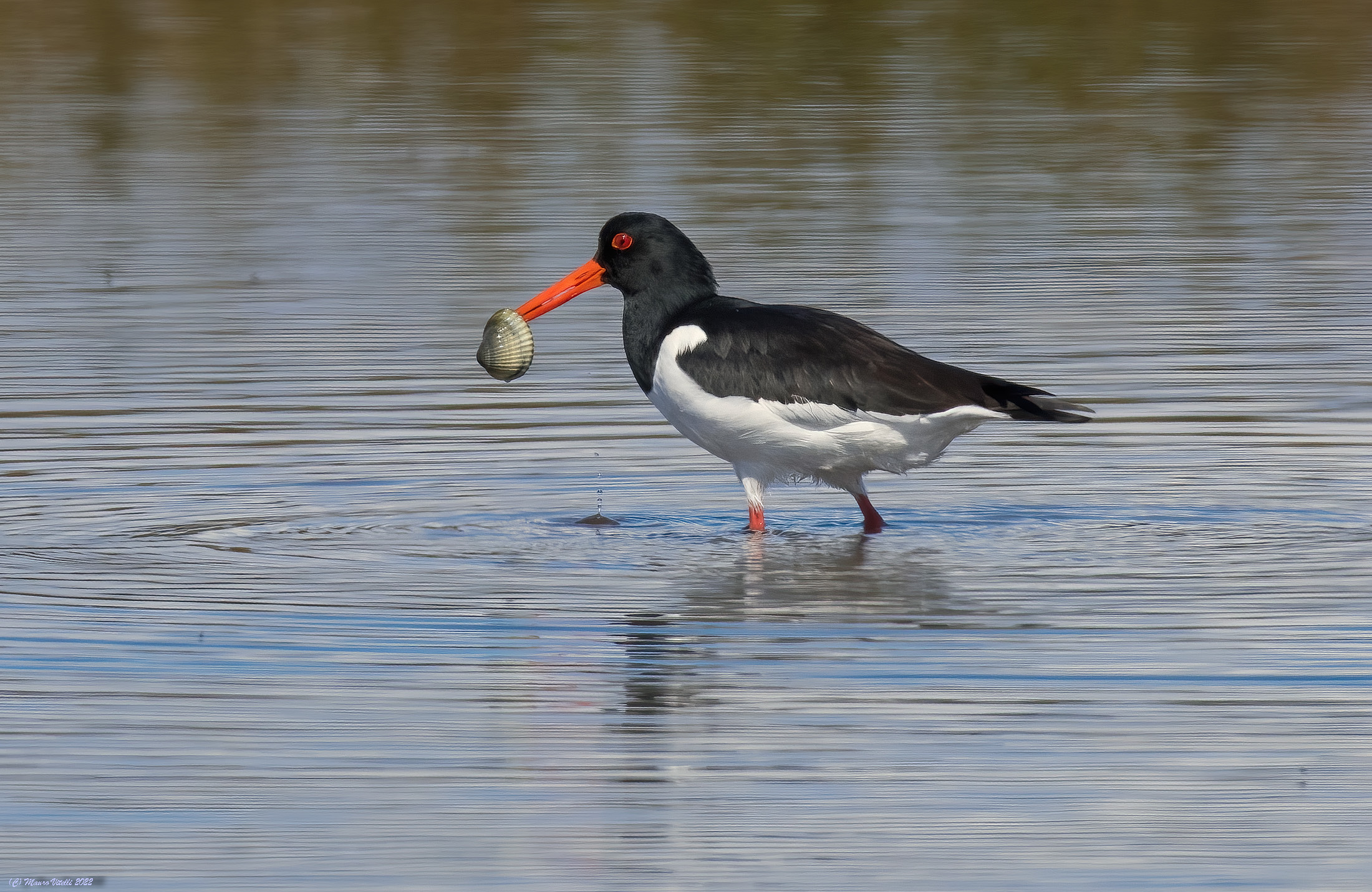 Sea woodcock (Haematopus ostralegus)
