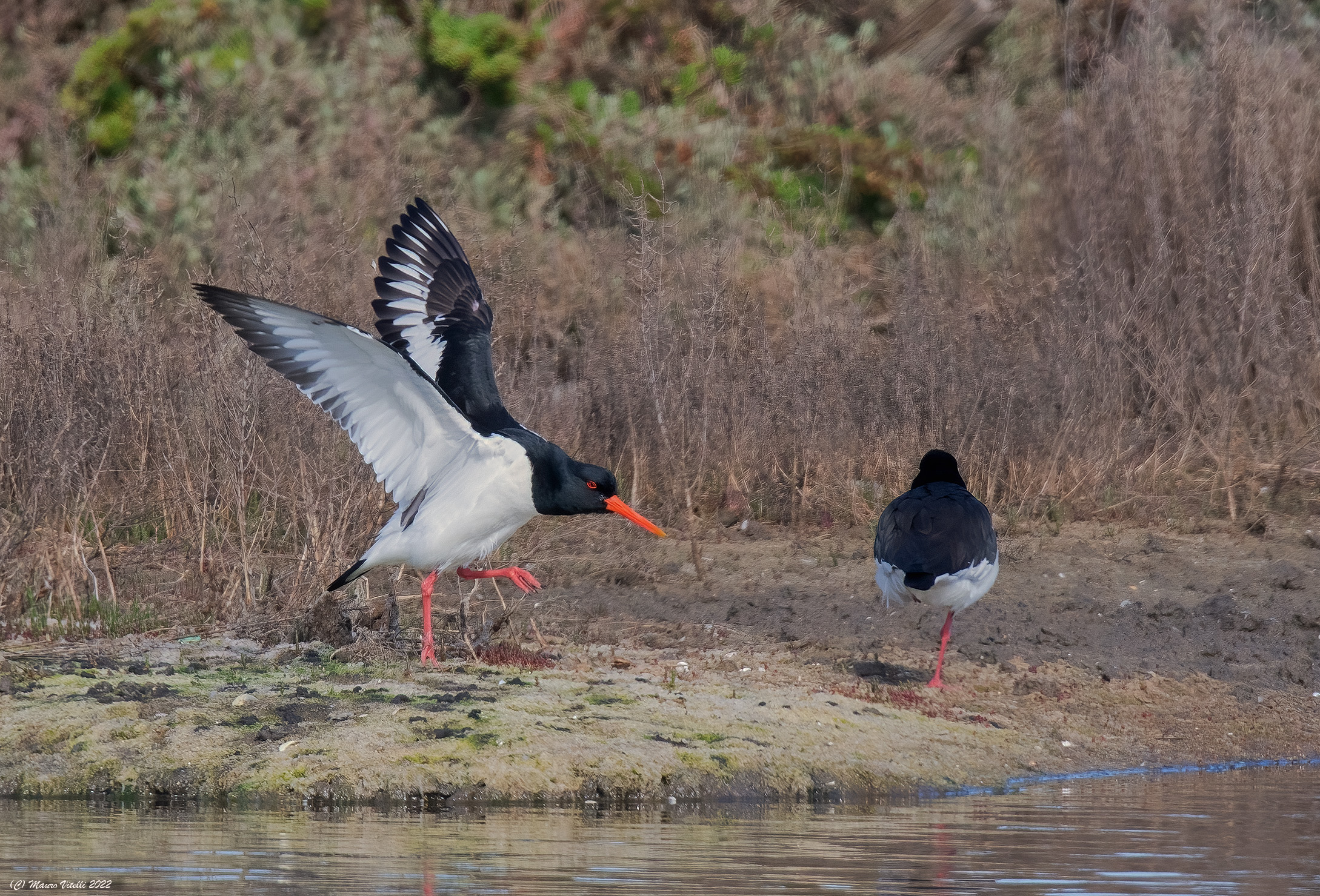 Sea woodcock (Haematopus ostralegus)