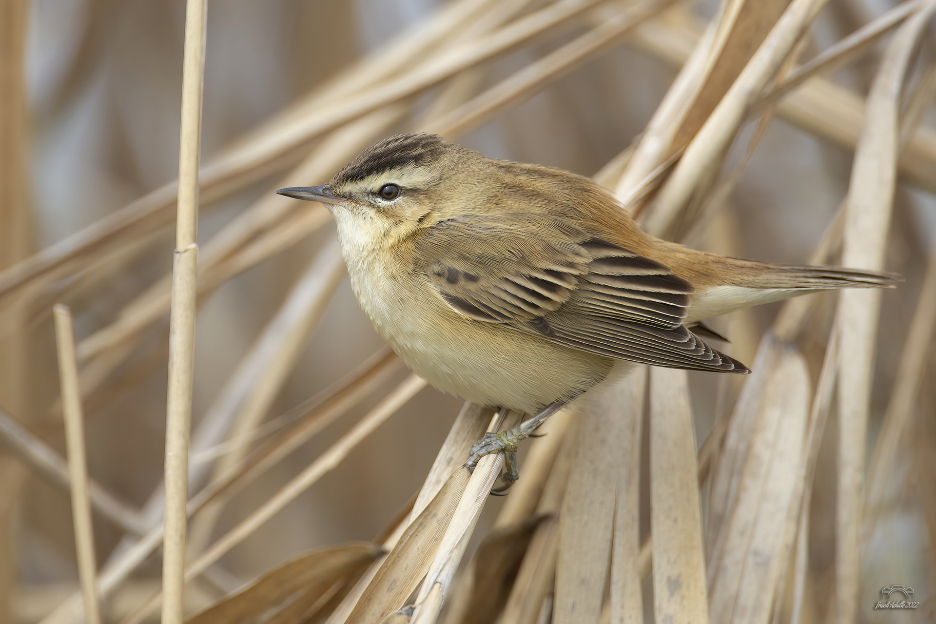 Sedge warbler