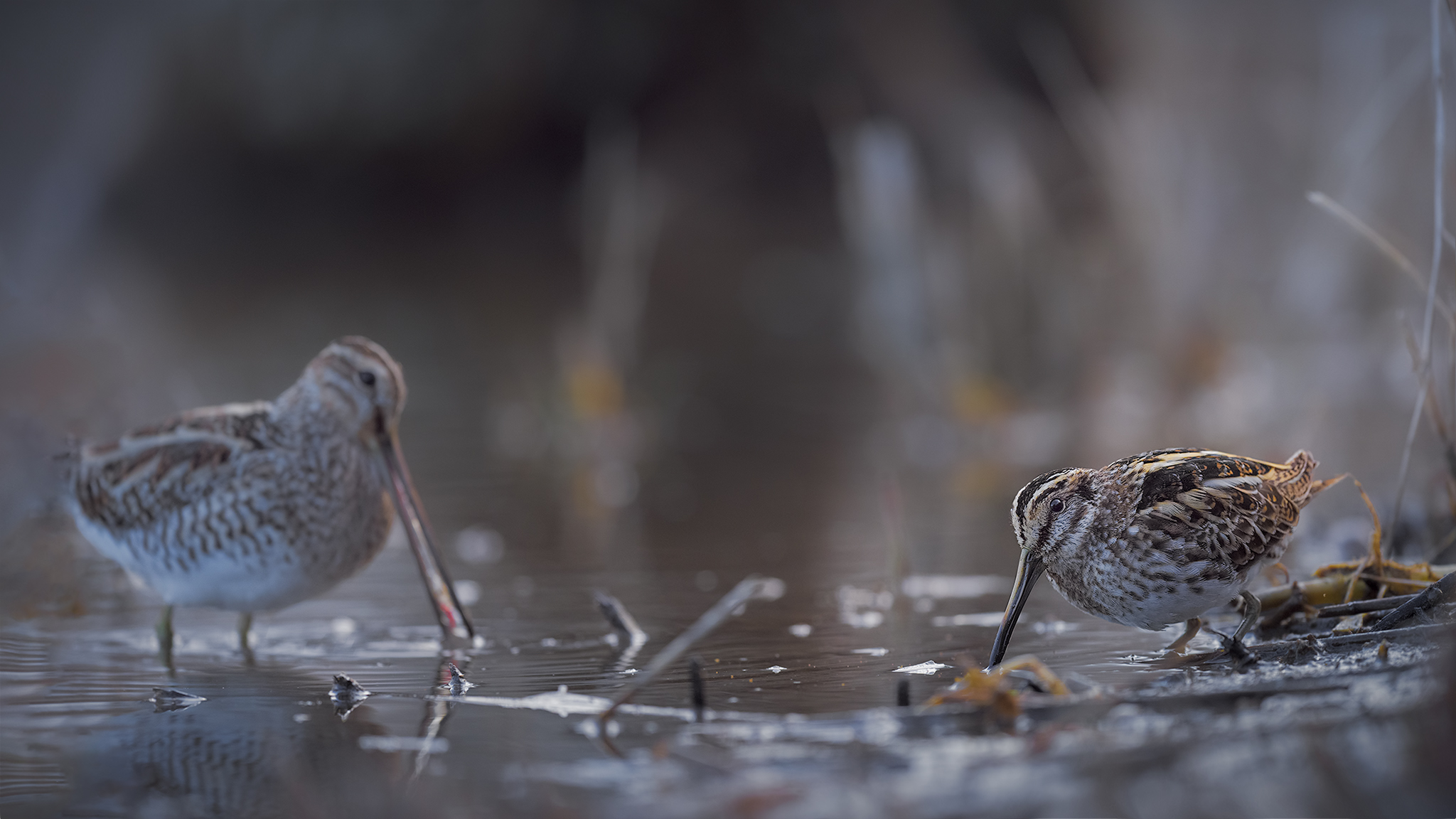 Frullino - Beccaccino