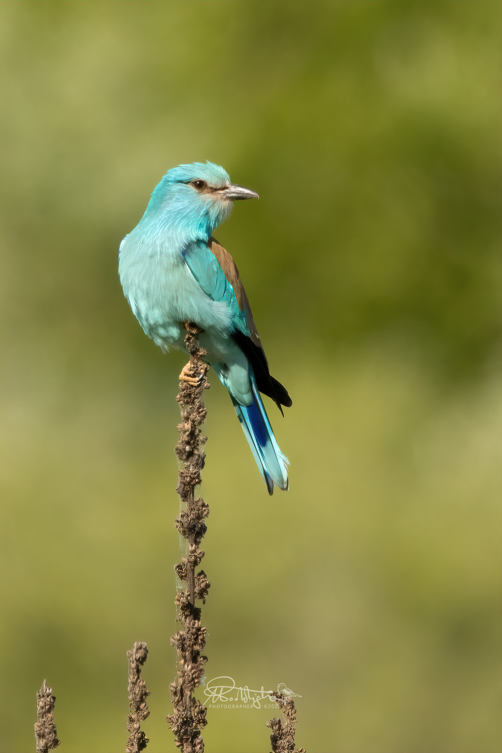 Così celeste... (Ghiandaia marina)
