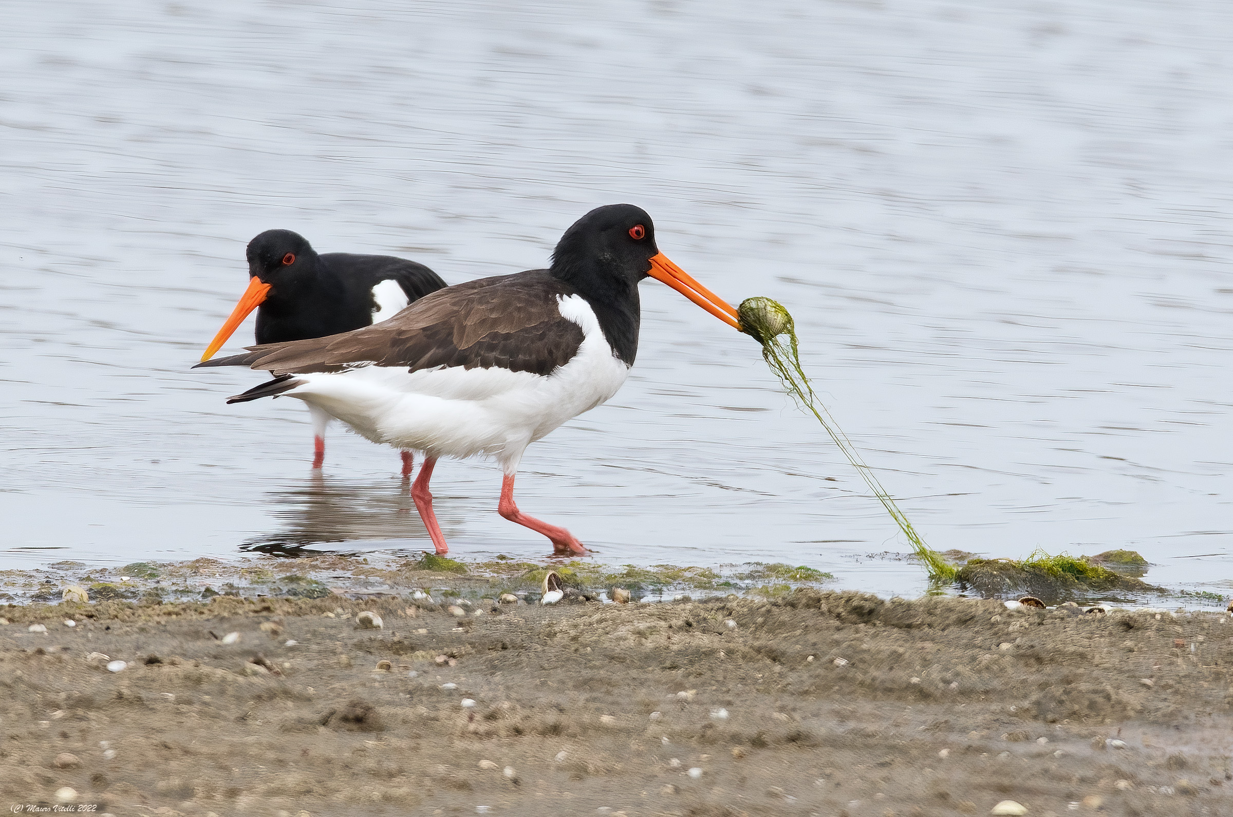 Sea woodcock (Haematopus ostralegus)