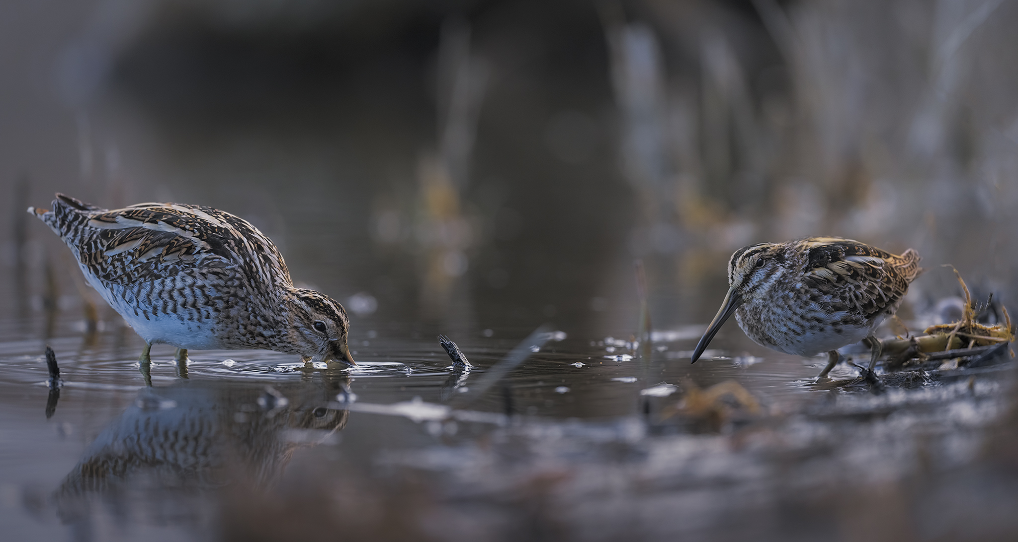 Frullino - Beccaccino