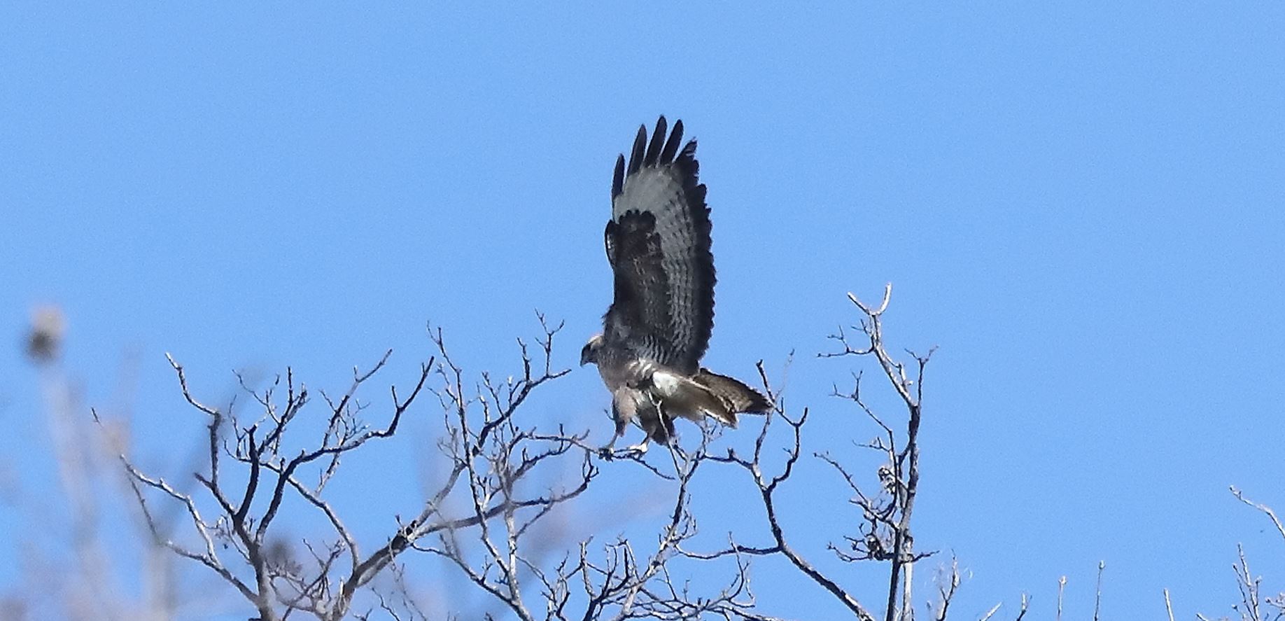 Buzzard 24-03-2022