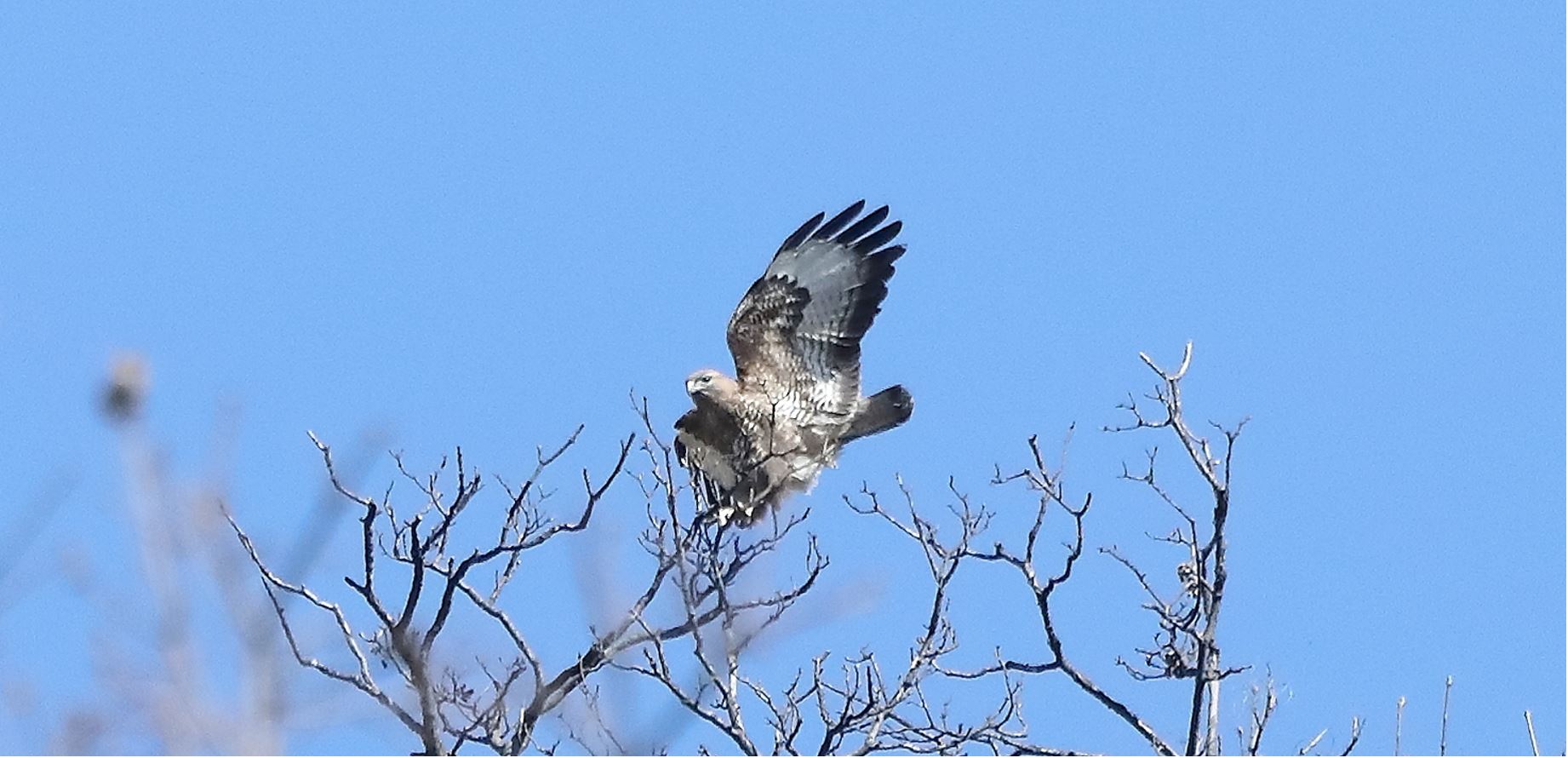 Buzzard 24-03-2022