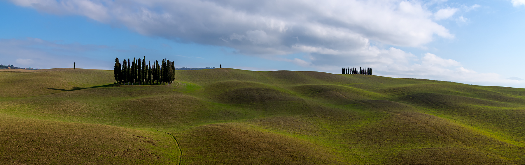 Crete senesi - I cipressi