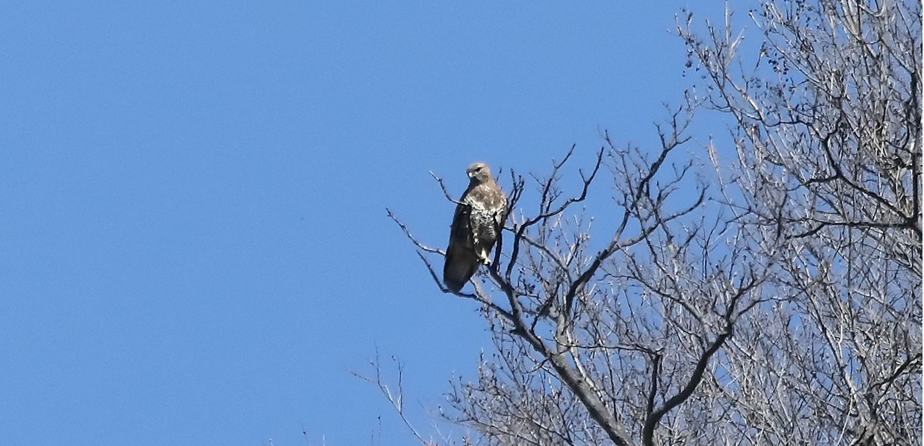 Buzzard 24-03-2022