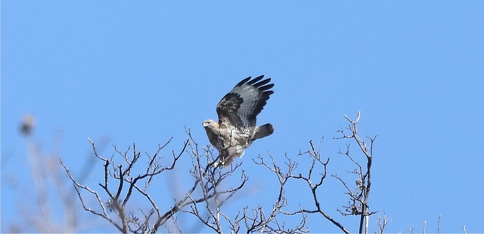 Buzzard 24-03-2022