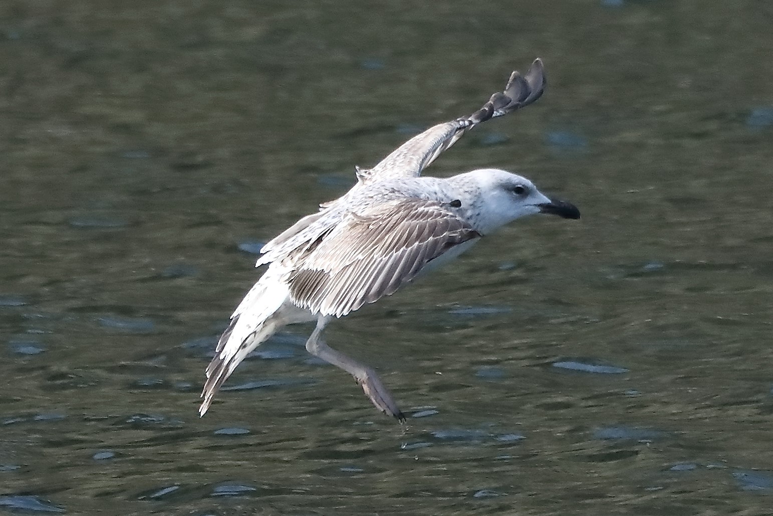 terrestrial gull 28-03-2022