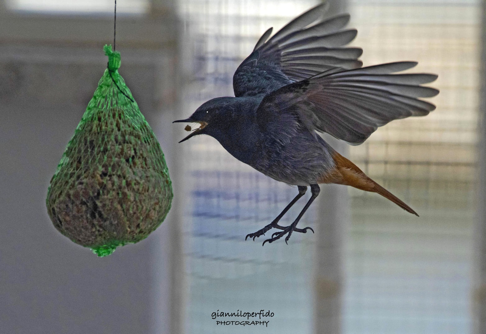 Codirosso "beccaiolo"