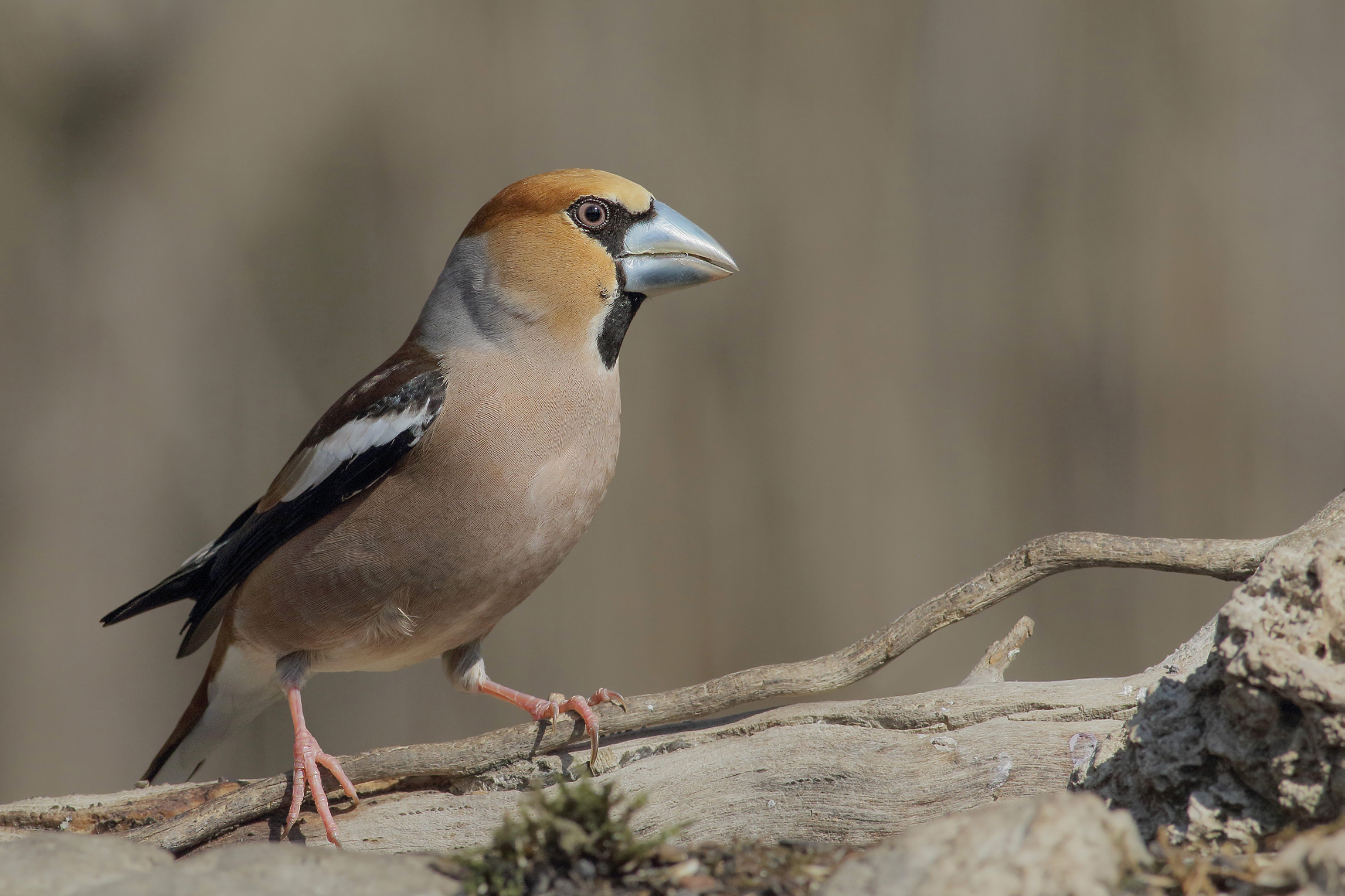 Hawfinch