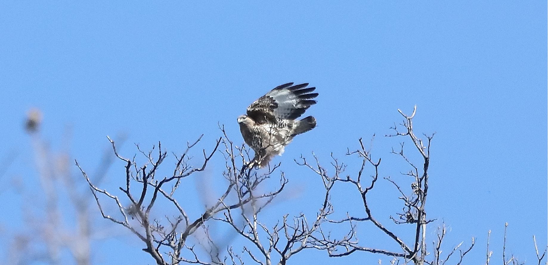 Buzzard 24-03-2022