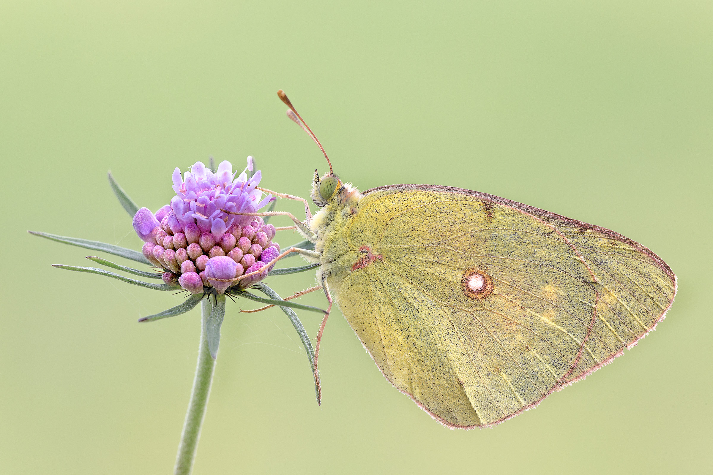 Colias Crocea