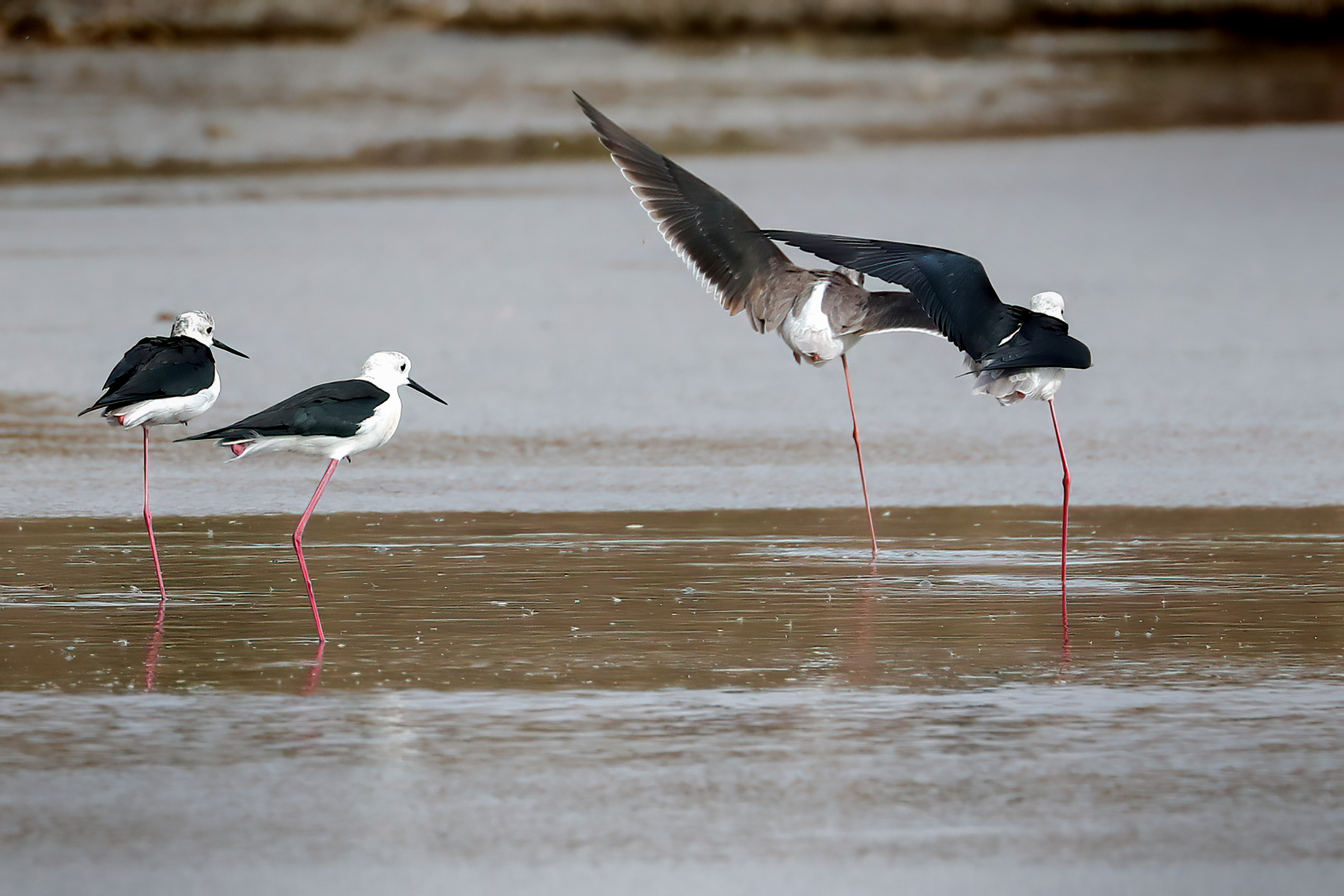 The dancers (Knights of Italy)