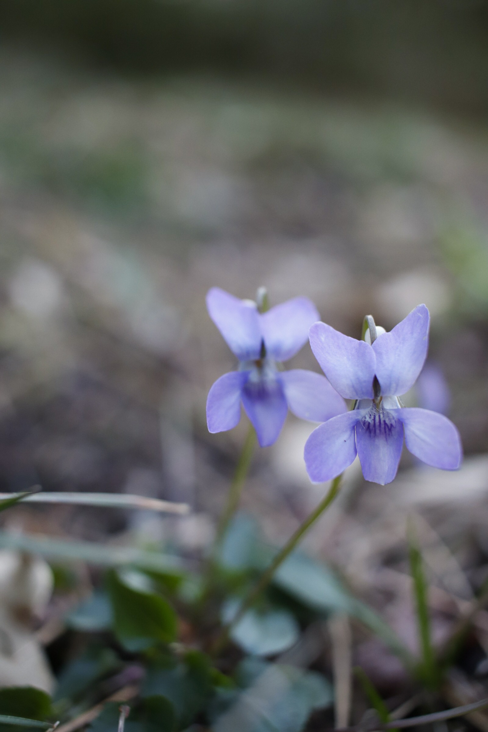 Violets in bloom