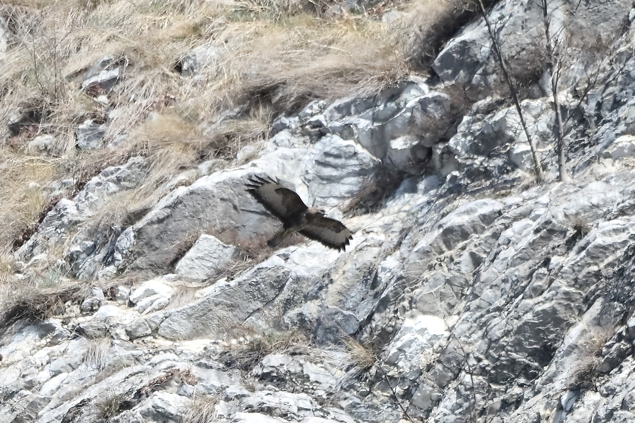 Buzzard 24-03-2022