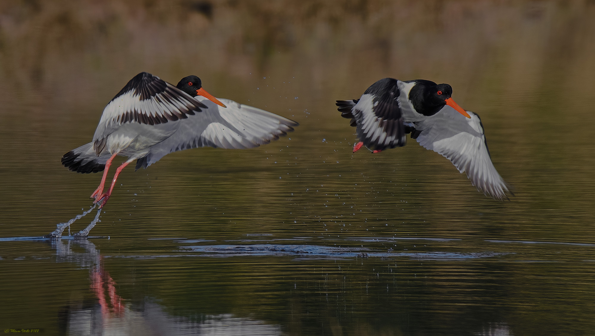 Sea woodcock (Haematopus ostralegus)