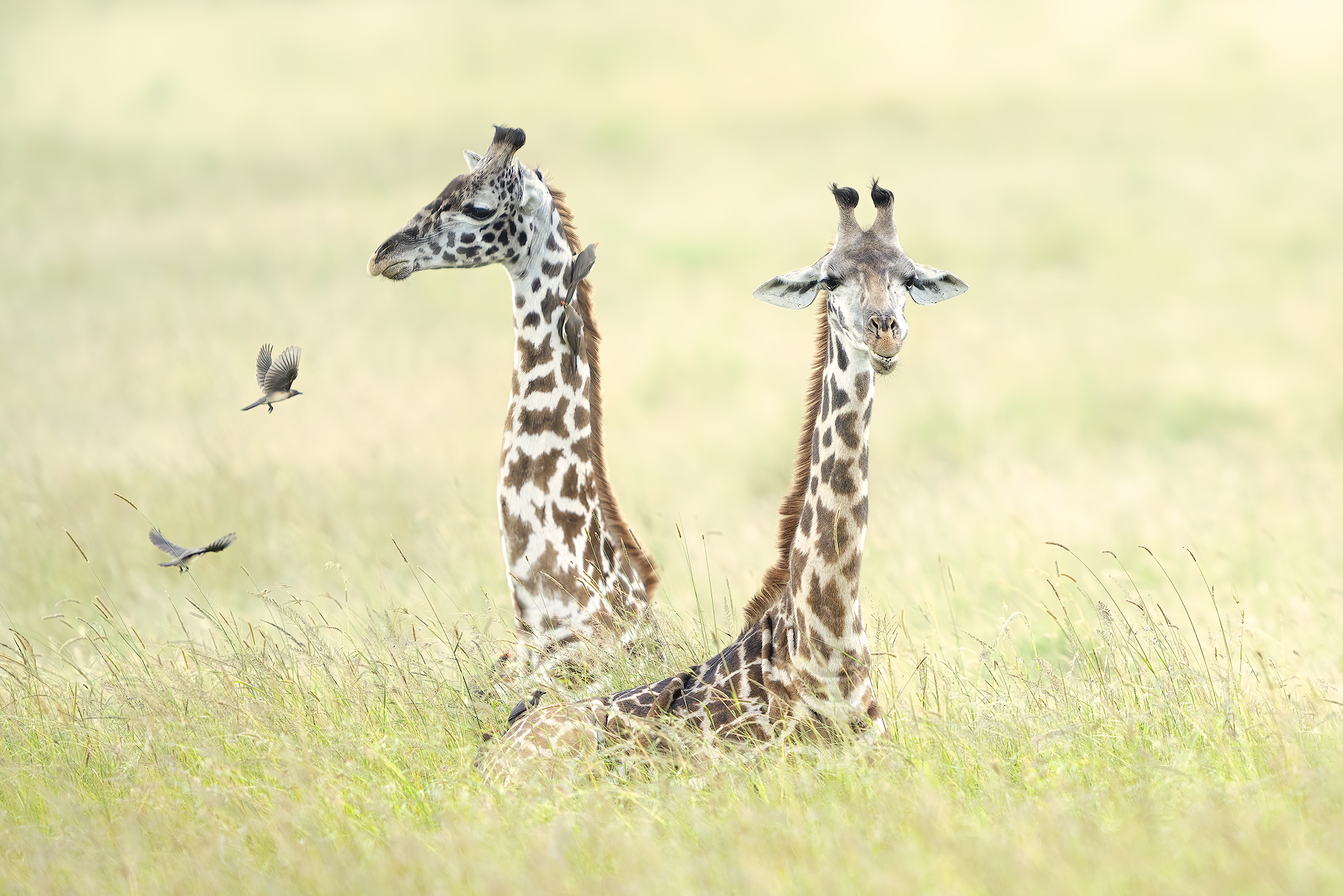 Giraffe nel Masai Mara
