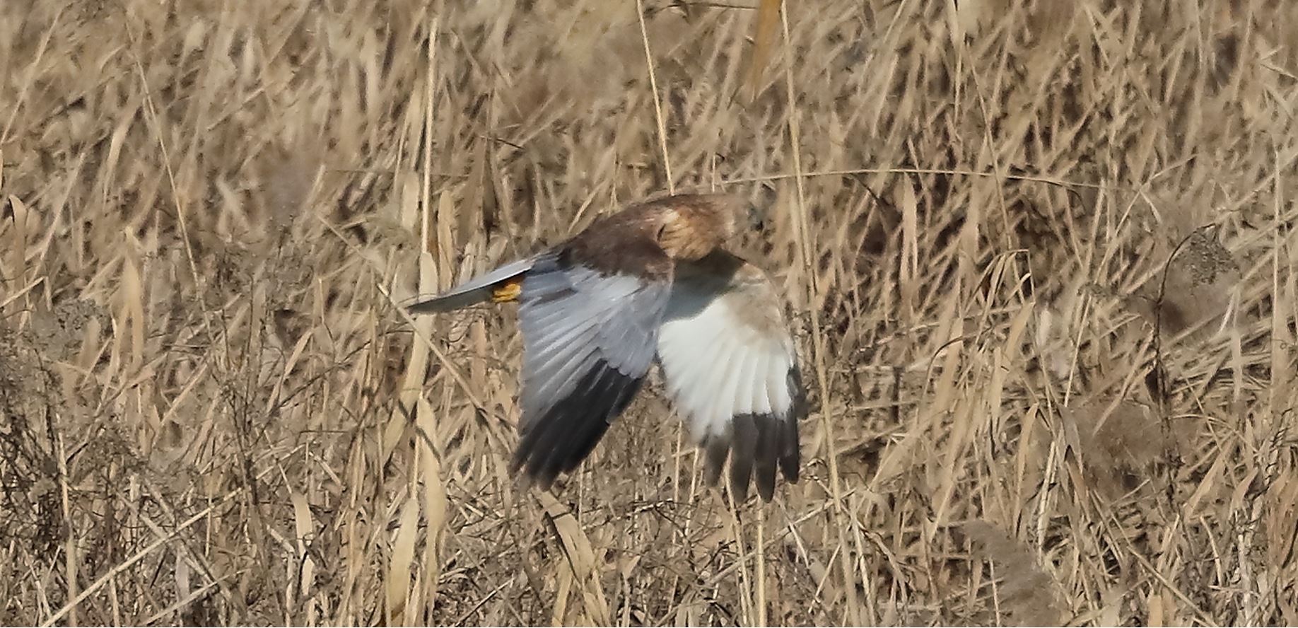 marsh falcon 18-01-2022