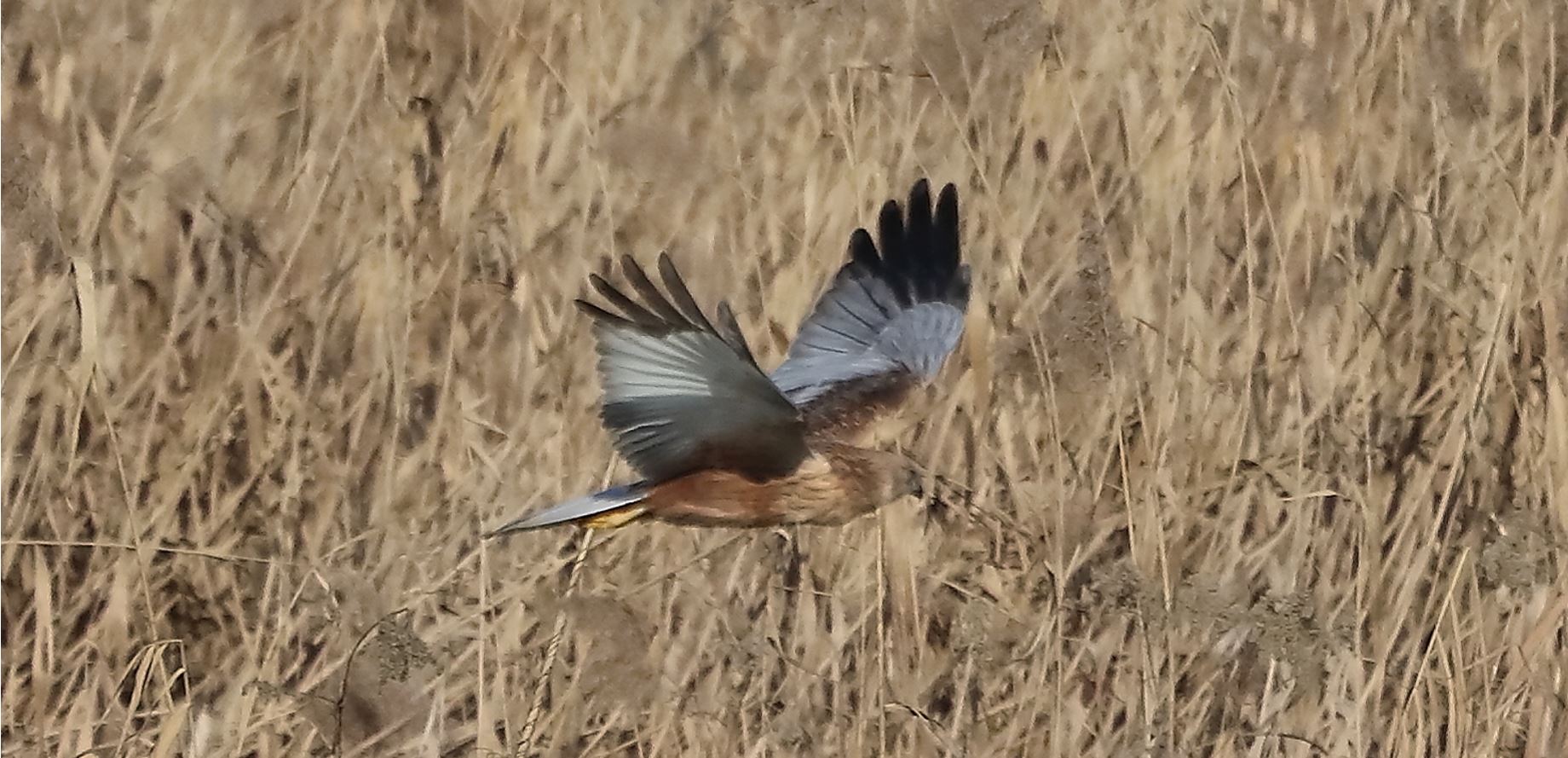 marsh falcon 18-01-2022