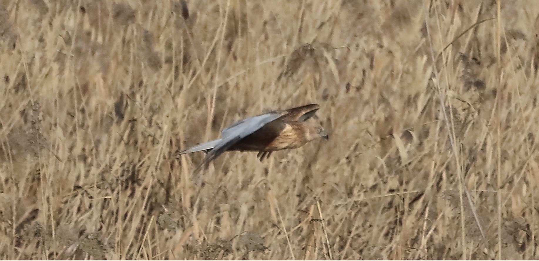 marsh falcon 18-01-2022