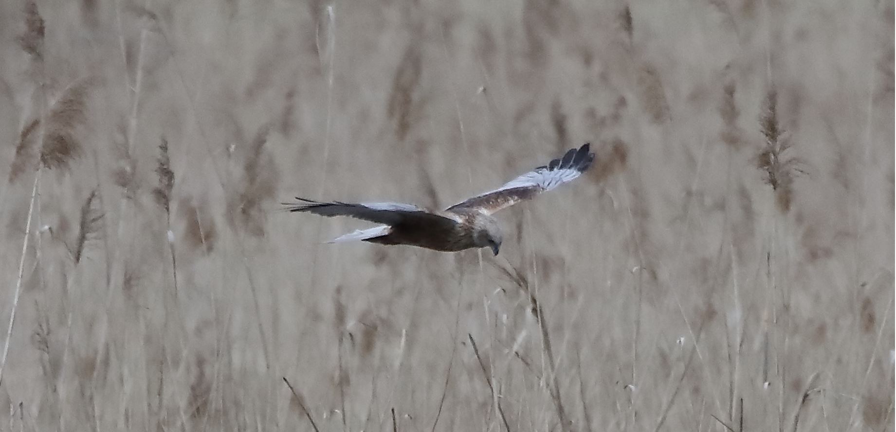 marsh harrier 04-04-2022