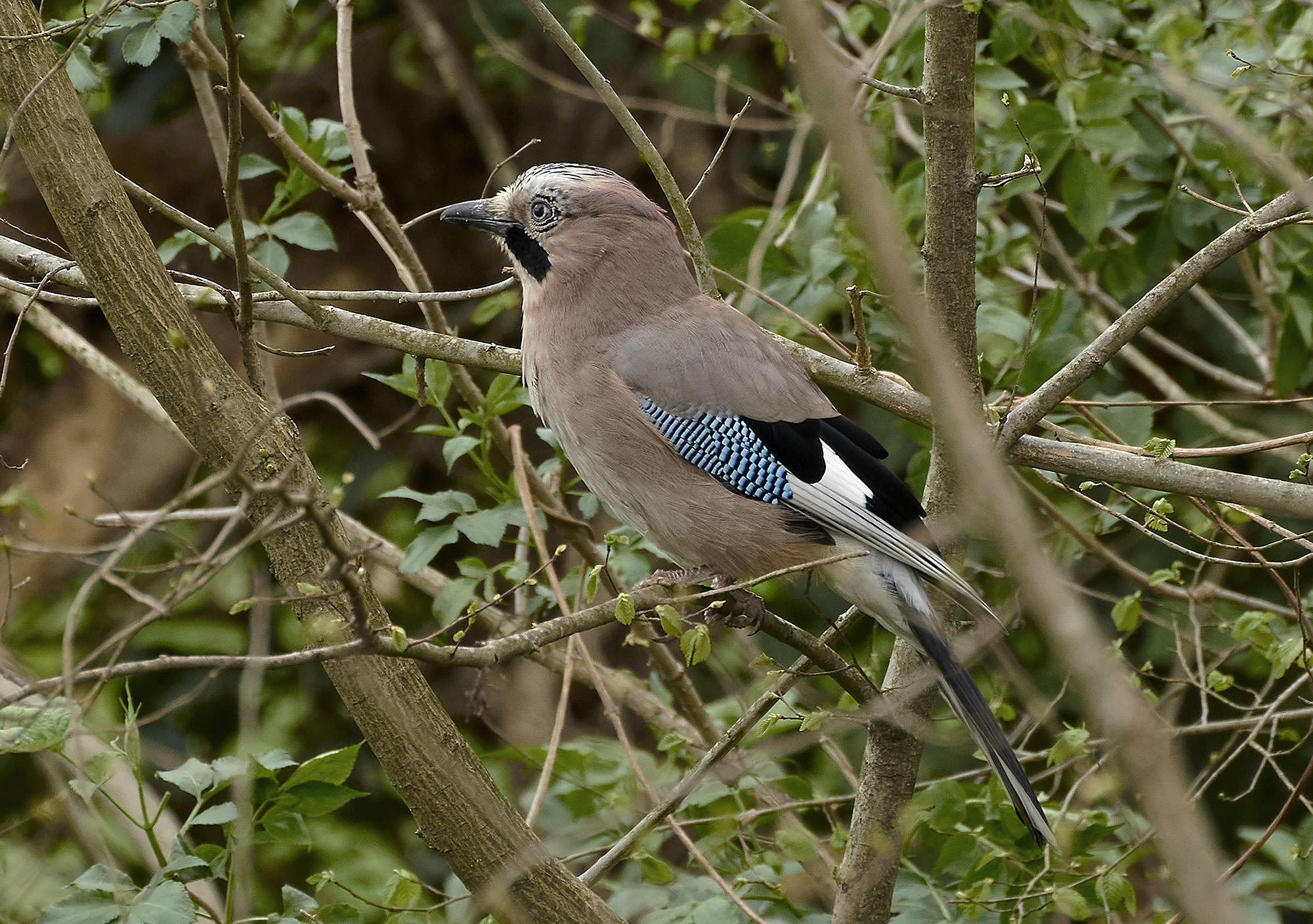 Jay between the branches