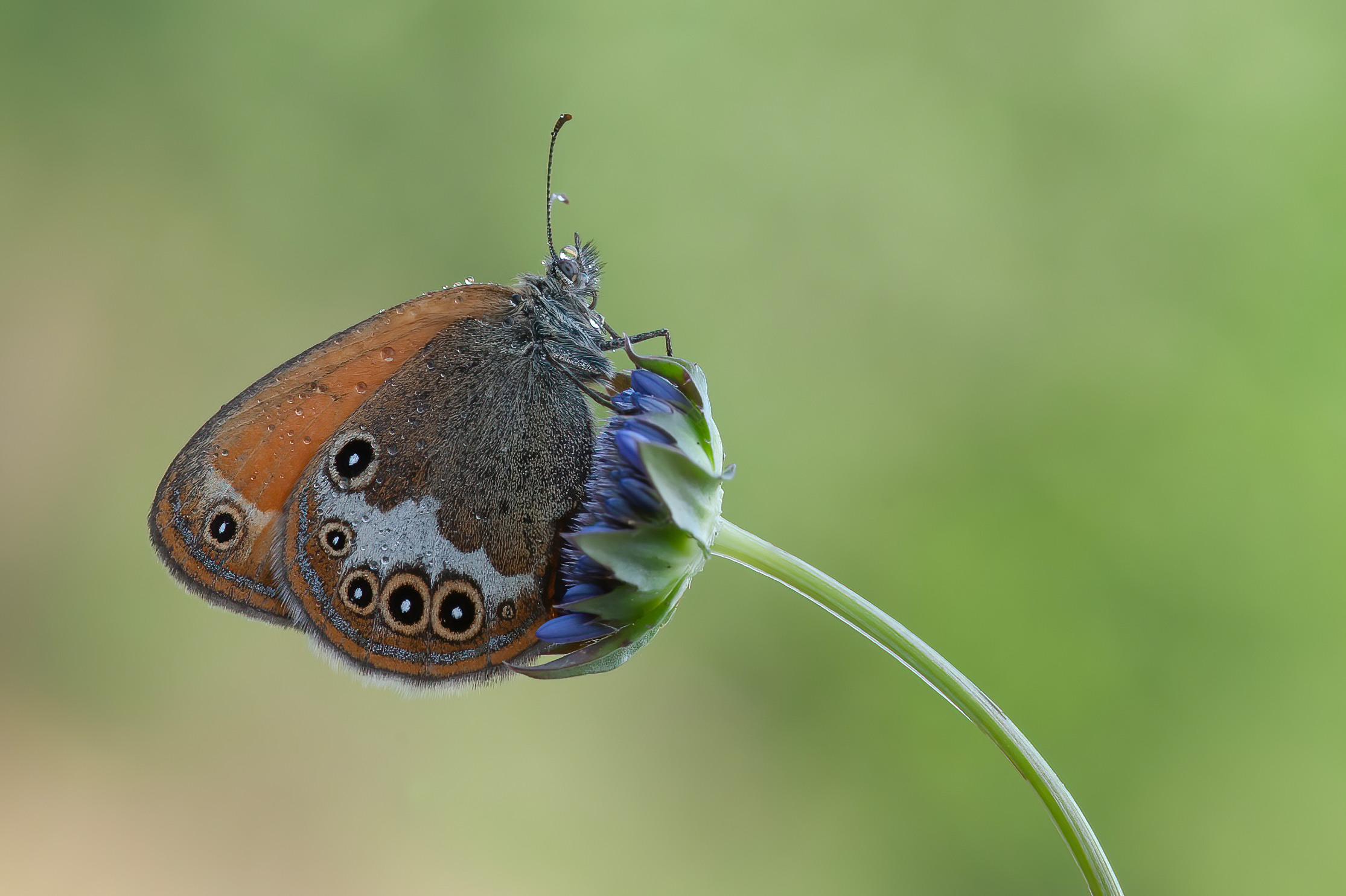 Butterfly 11